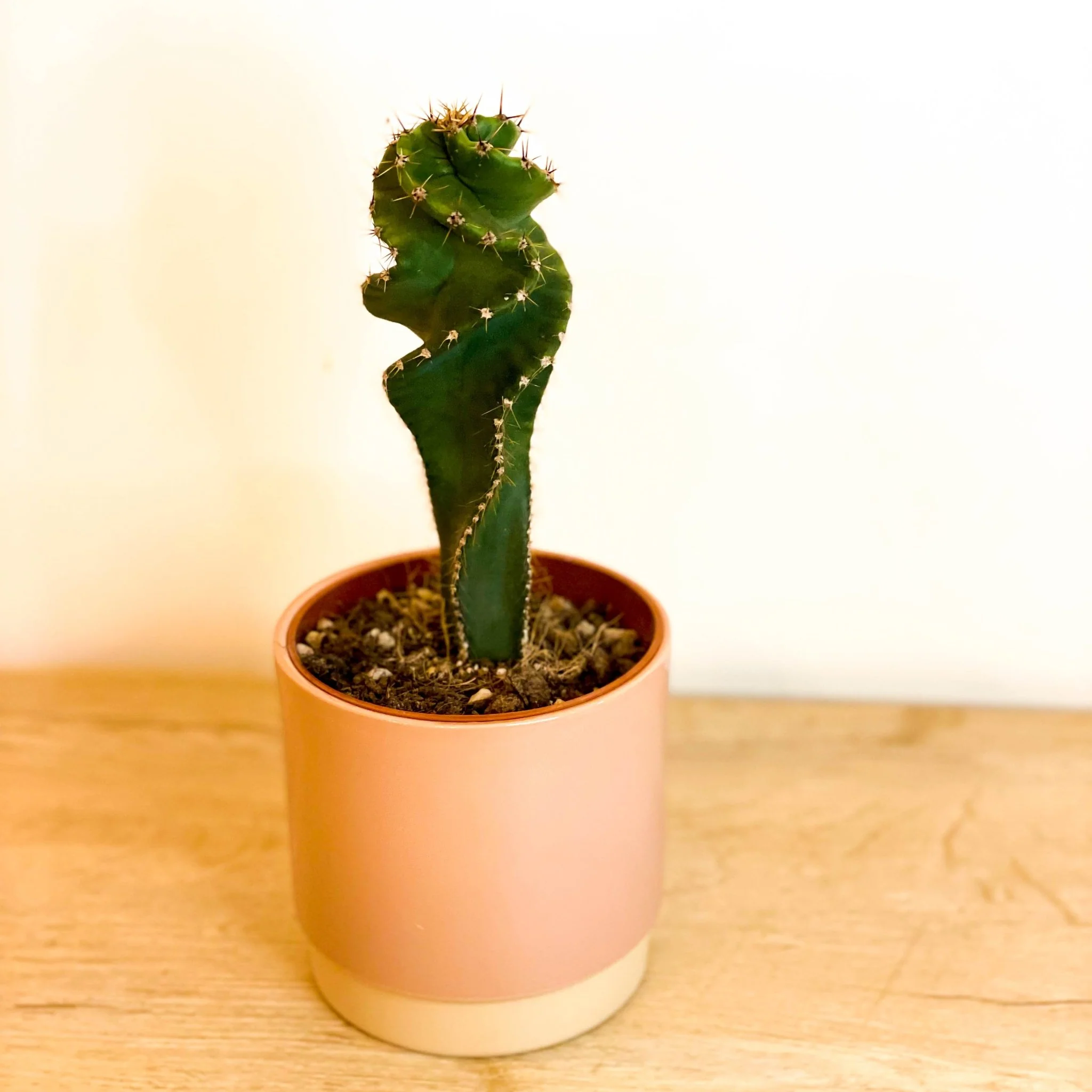 Spiral Cactus - Cereus jamacaru 'Spiralis' - Image 2
