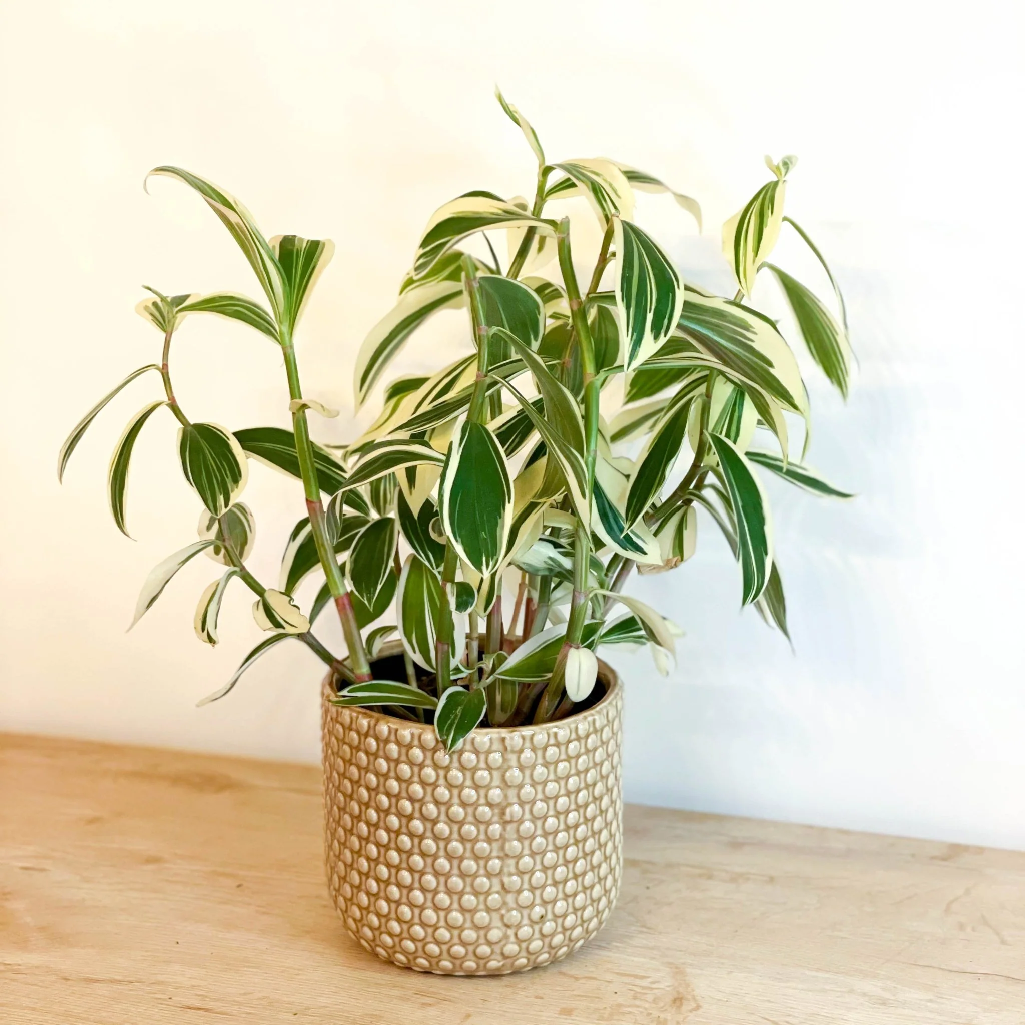 Costus arabicus 'Variegata' - Spiral Ginger