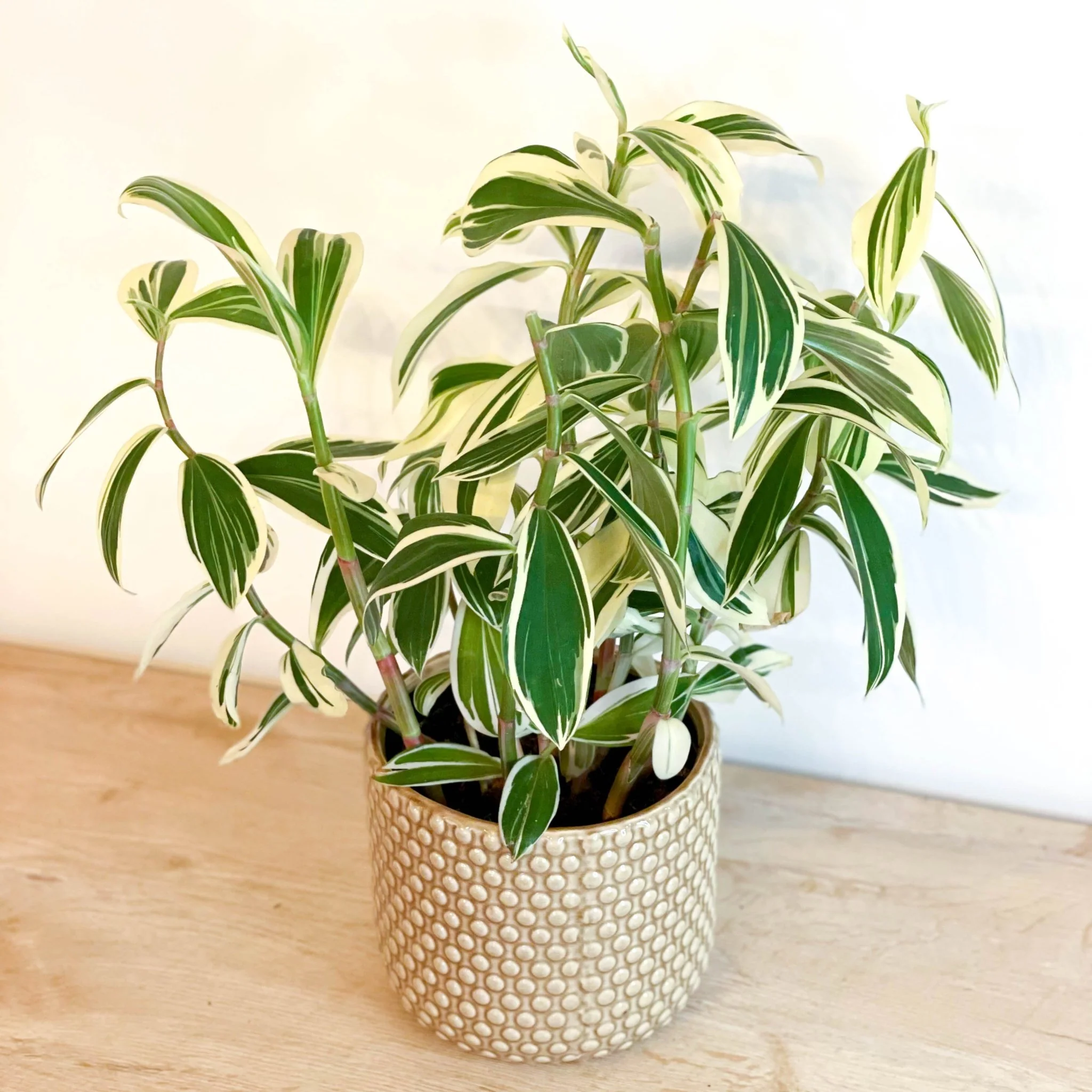 Costus arabicus 'Variegata' - Spiral Ginger - Image 2