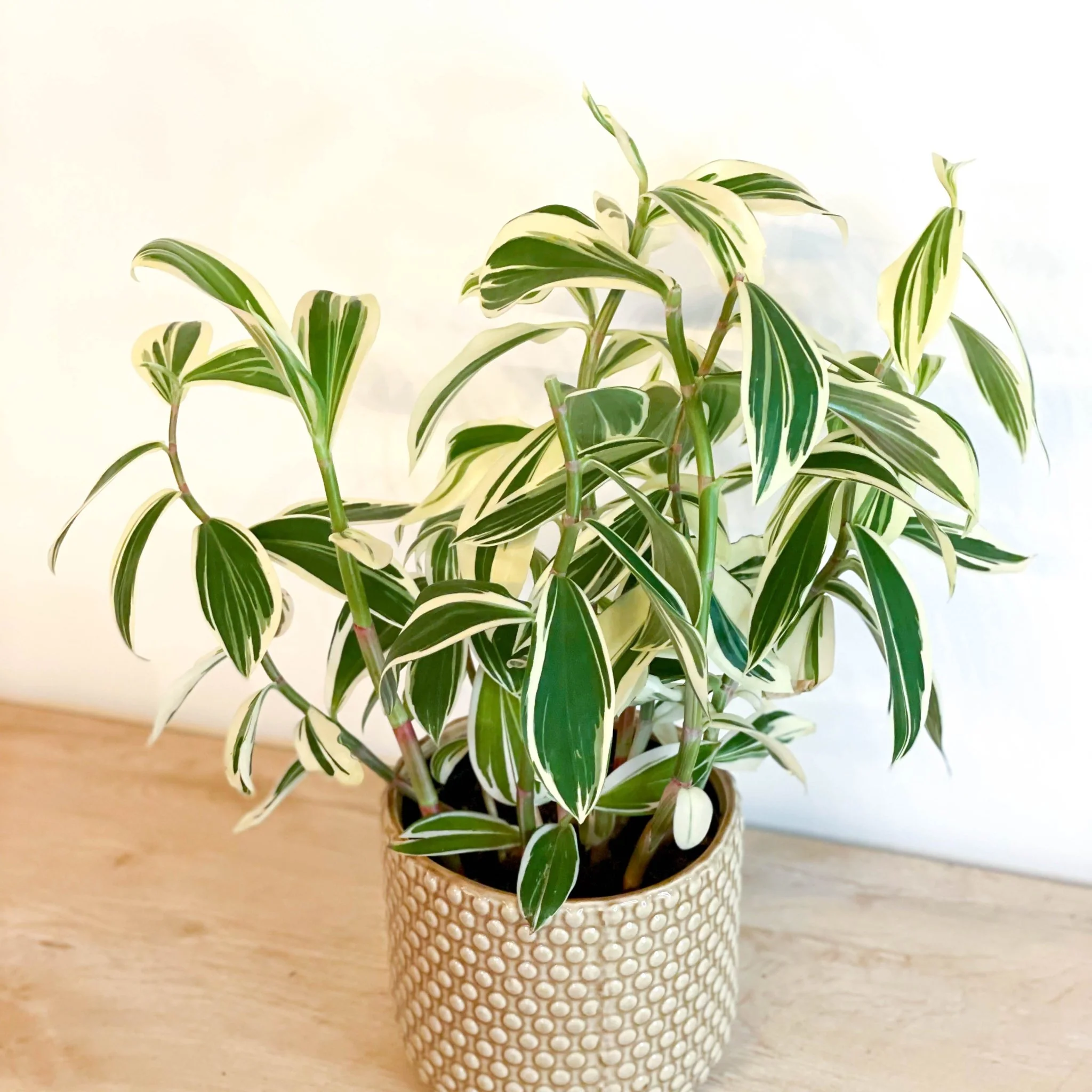 Costus arabicus 'Variegata' - Spiral Ginger - Image 3