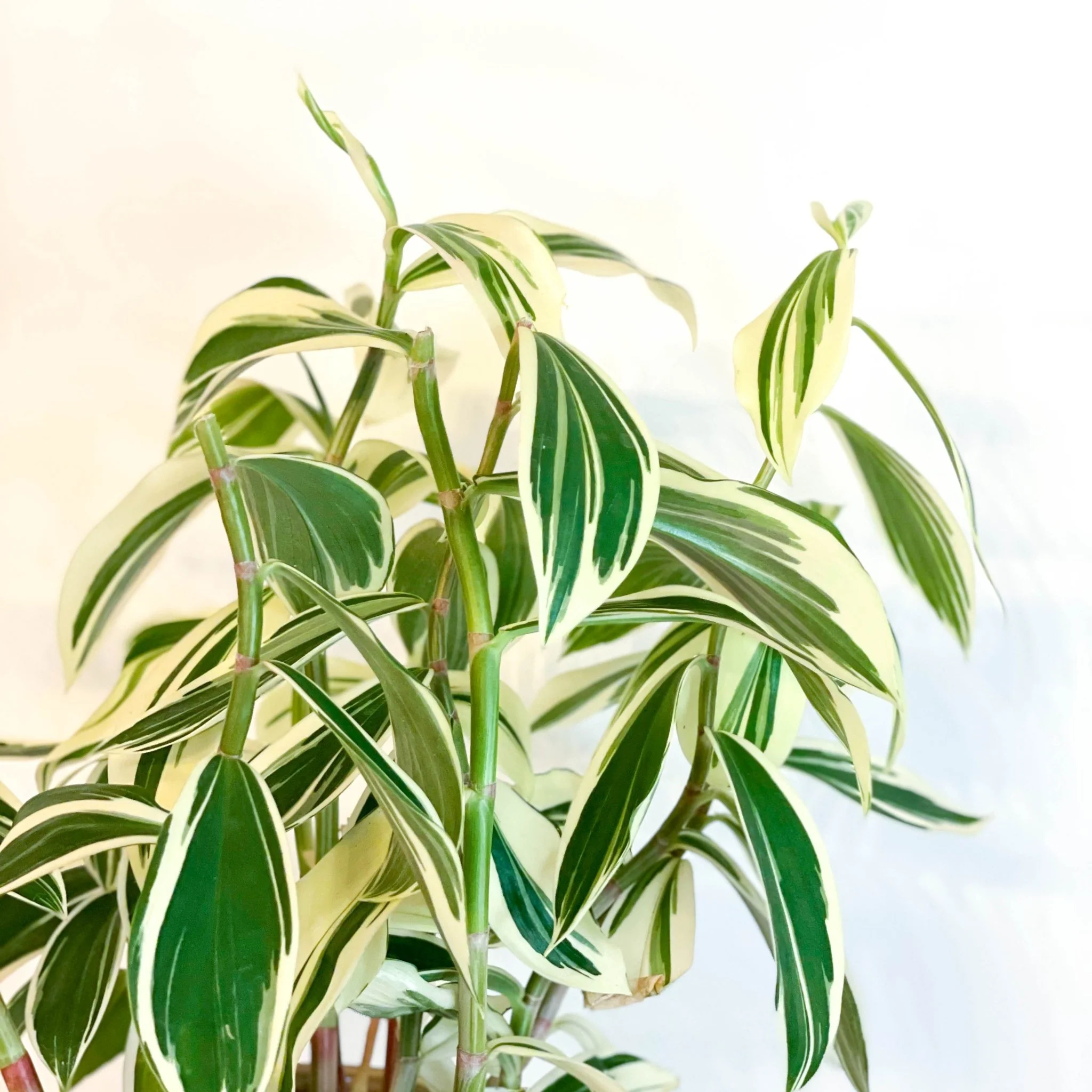 Costus arabicus 'Variegata' - Spiral Ginger - Image 5