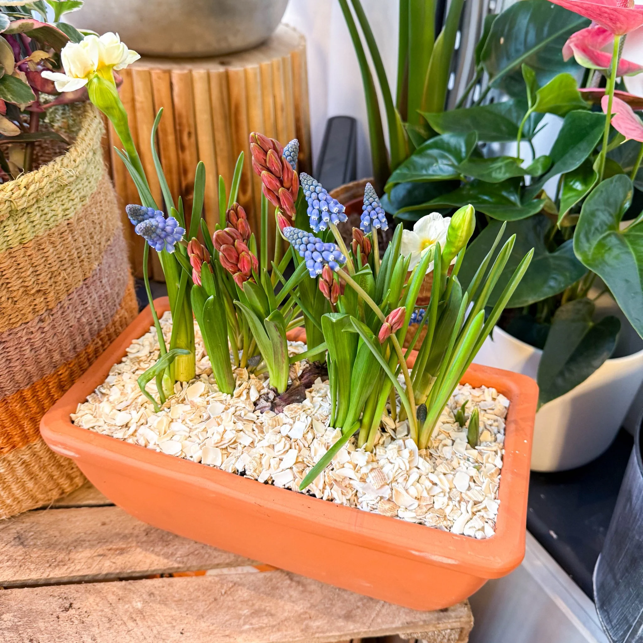 Spring Bulbs in Terracotta Windowsill Trough Planter