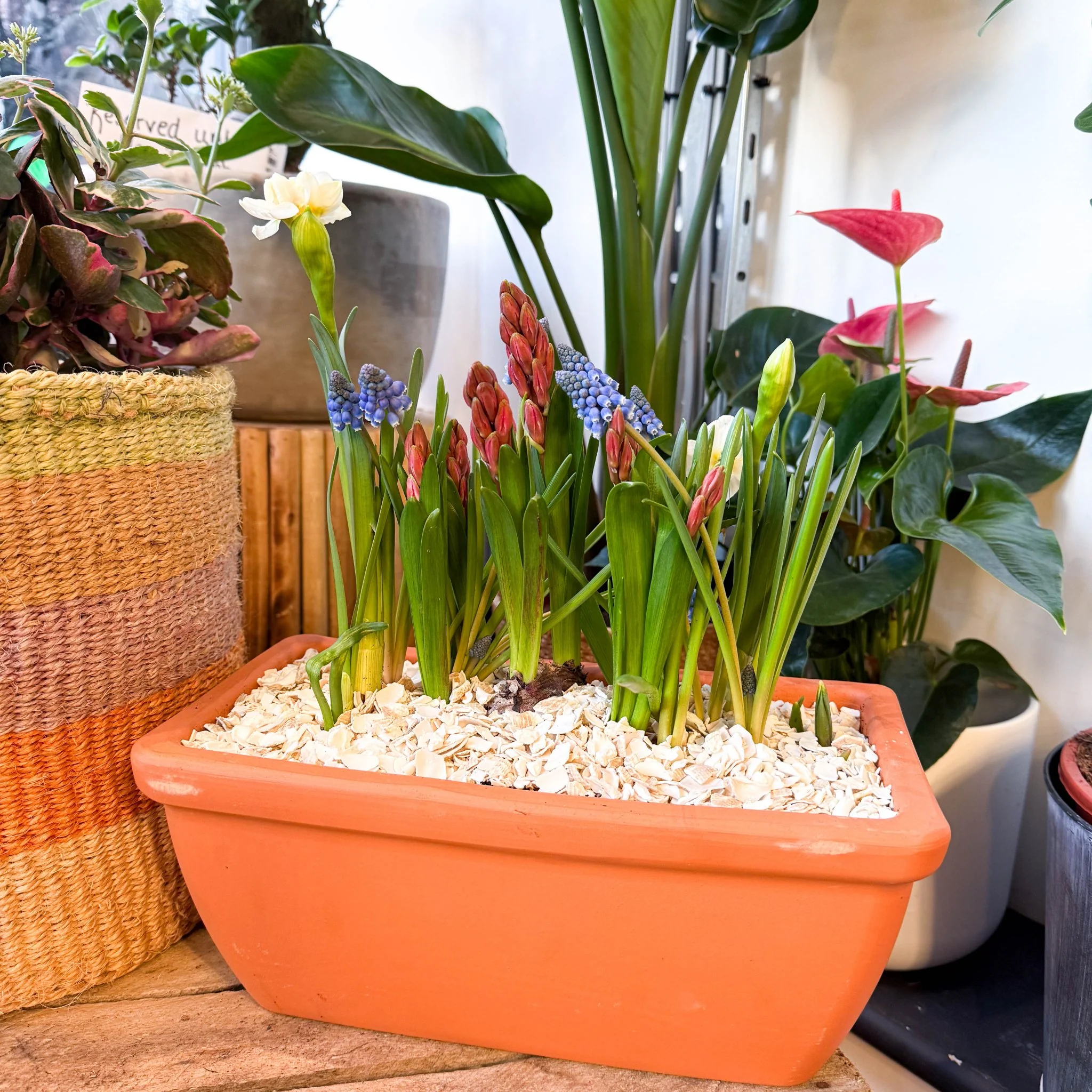 Spring Bulbs in Terracotta Windowsill Trough Planter - Image 2