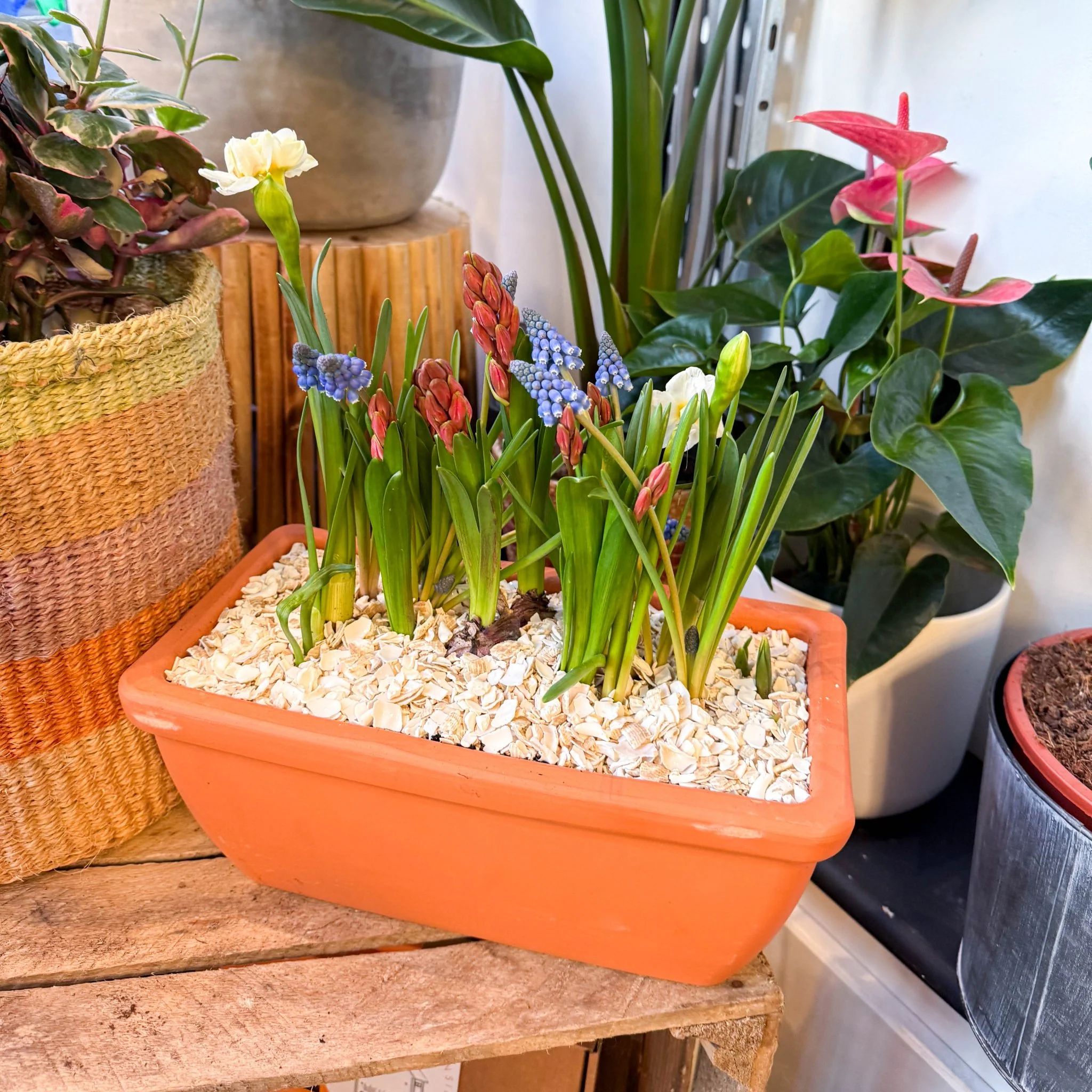 Spring Bulbs in Terracotta Windowsill Trough Planter - Image 3