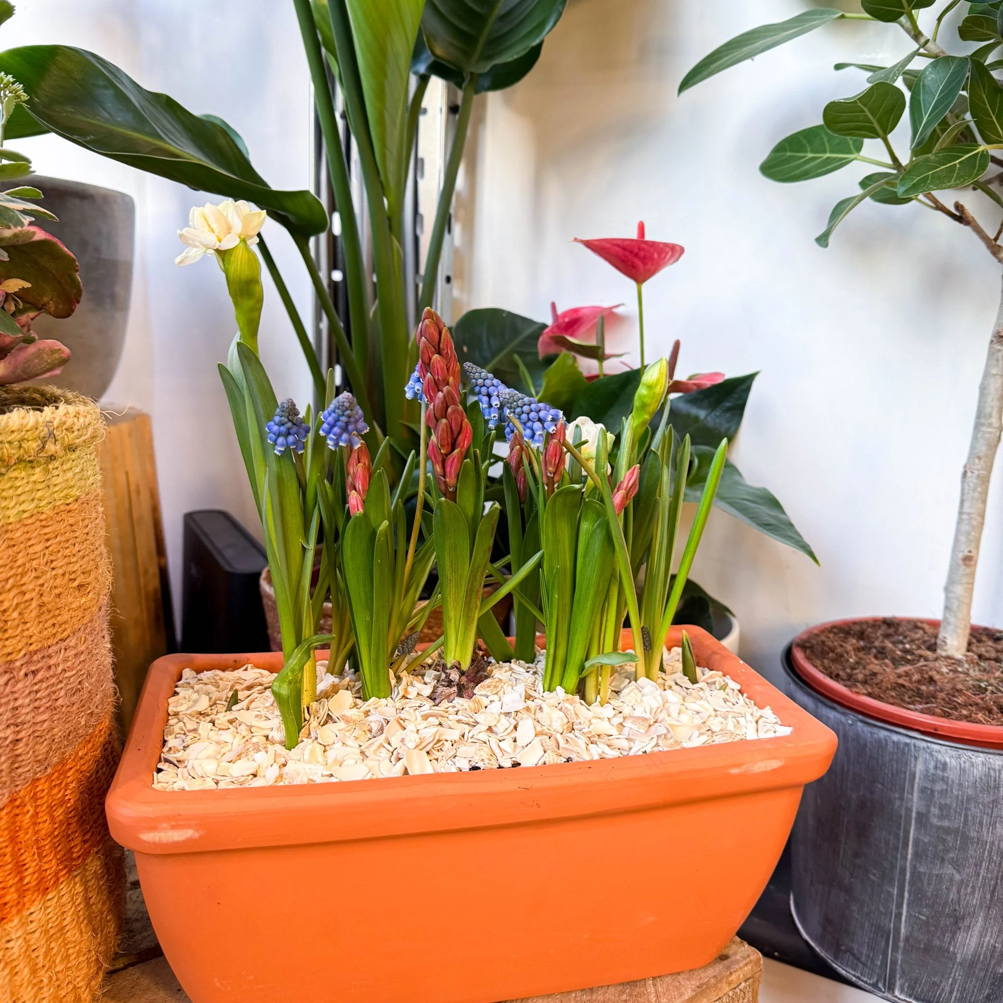 Spring Bulbs in Terracotta Windowsill Trough Planter - Image 4