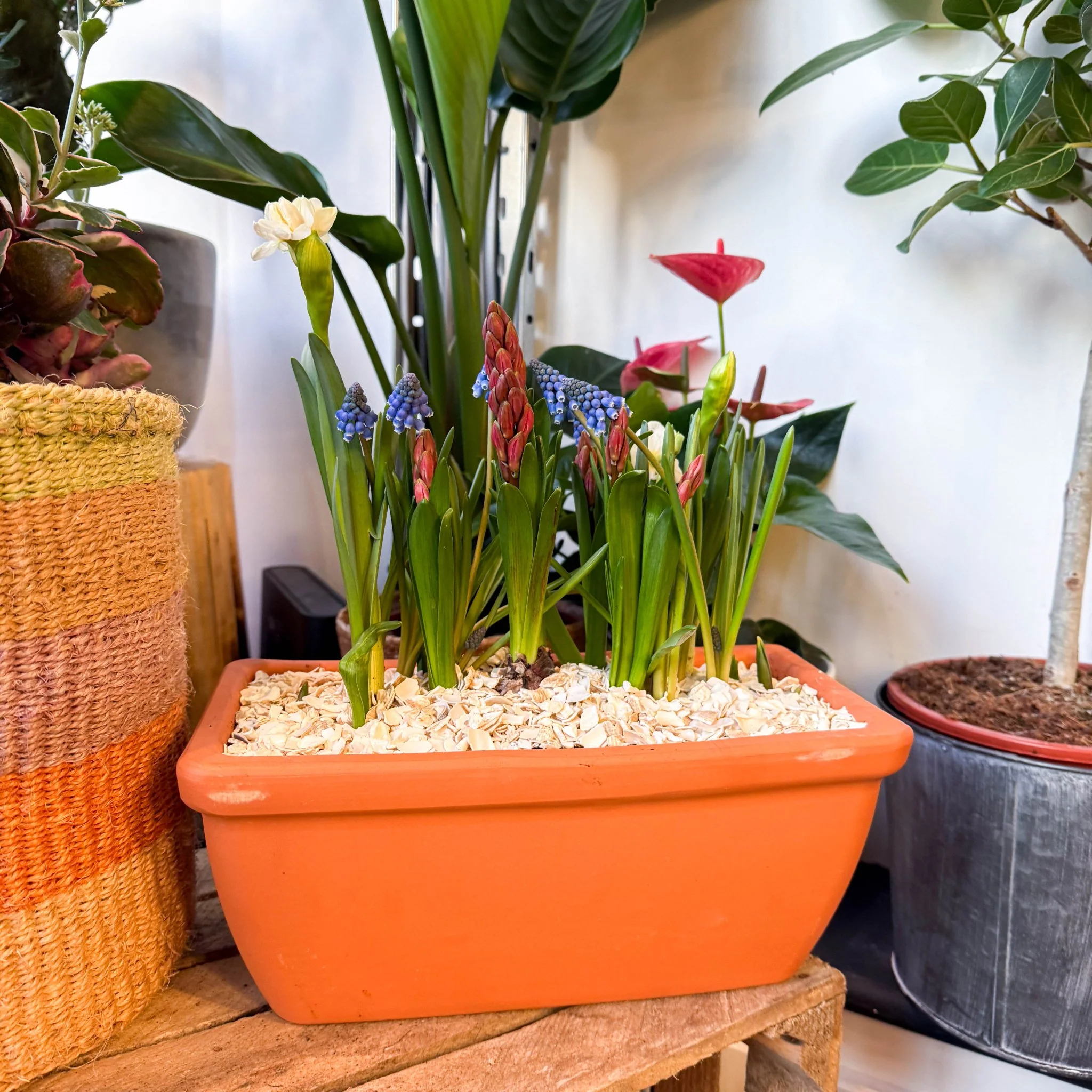 Spring Bulbs in Terracotta Windowsill Trough Planter - Image 5
