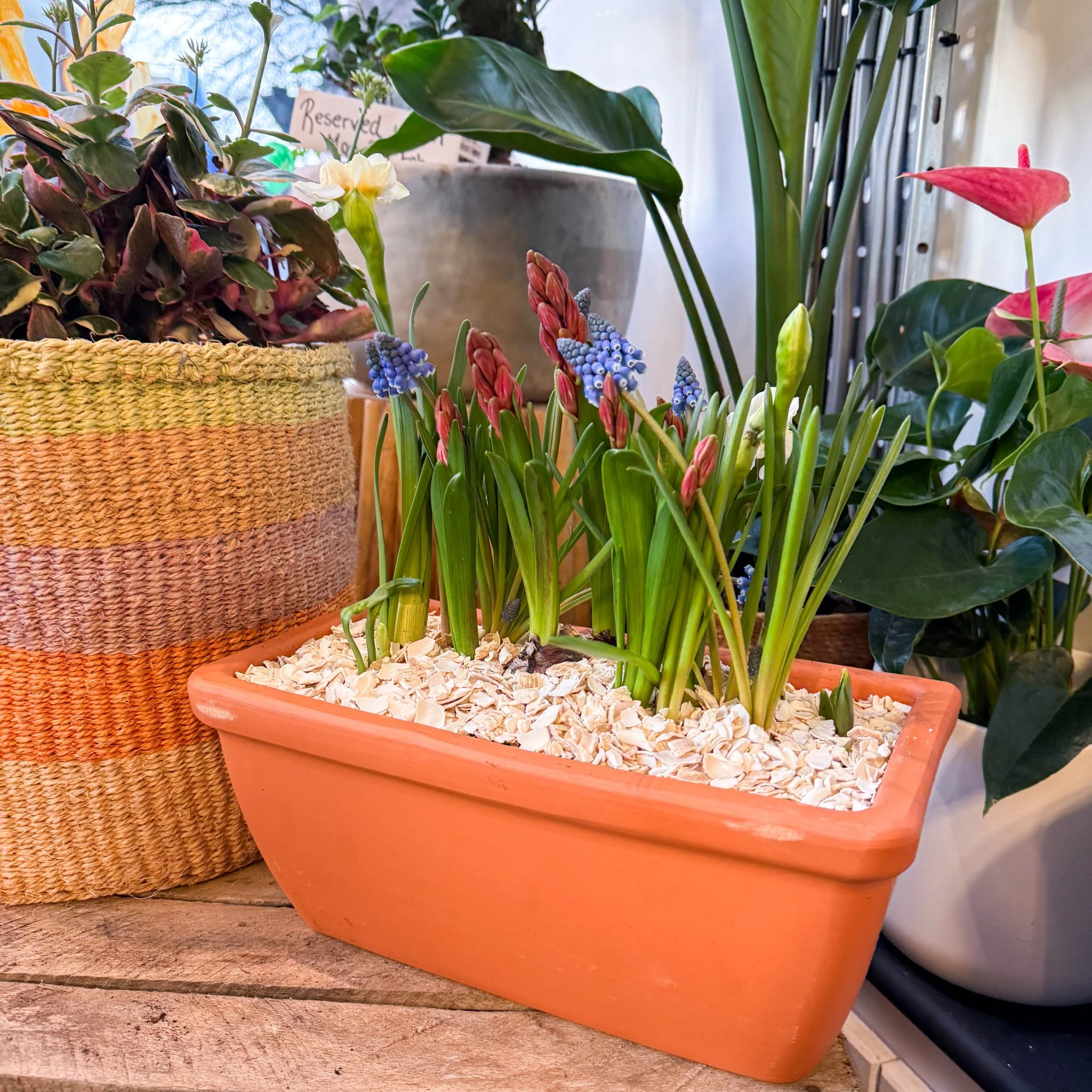 Spring Bulbs in Terracotta Windowsill Trough Planter - Image 6