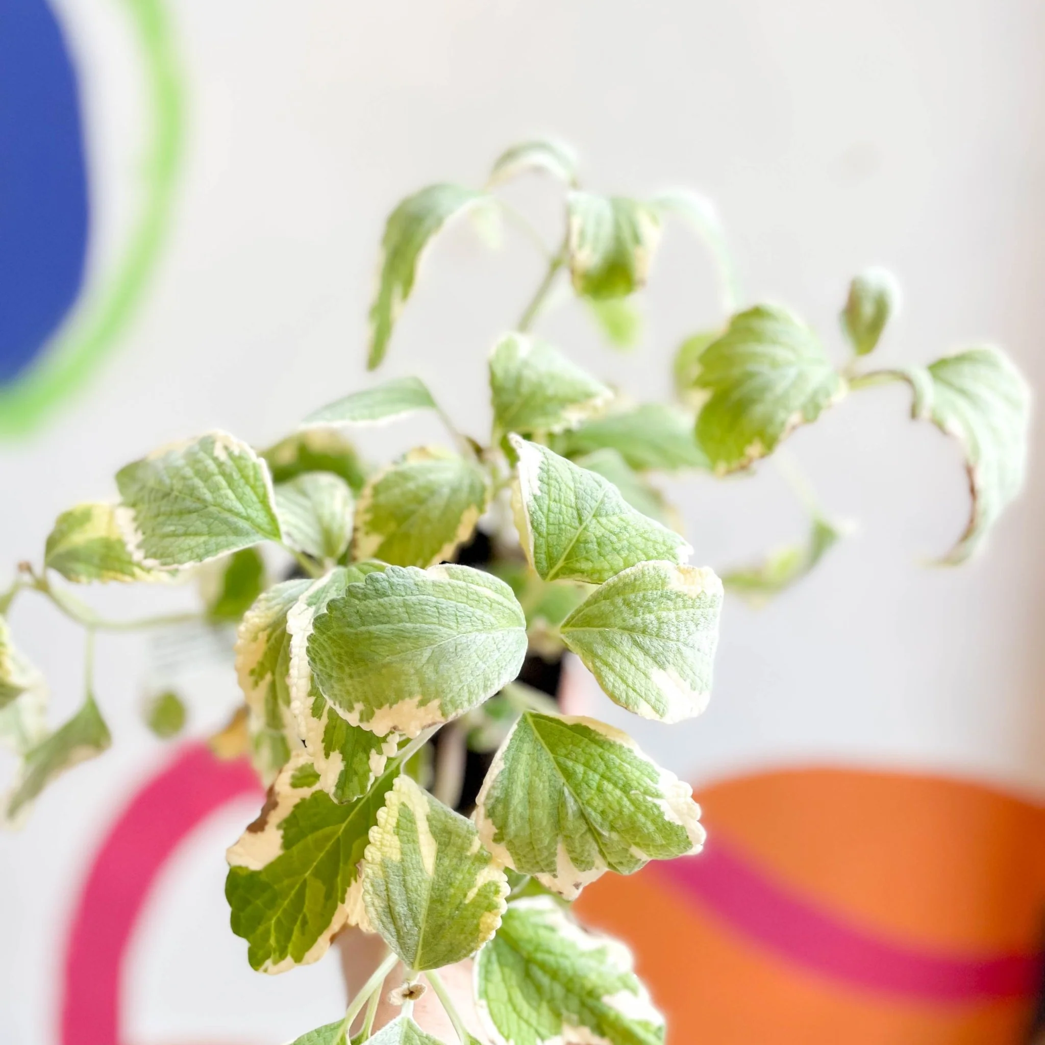 Spurflower - Plectranthus argentatus 'Hill House' - Welsh Grown - Image 2