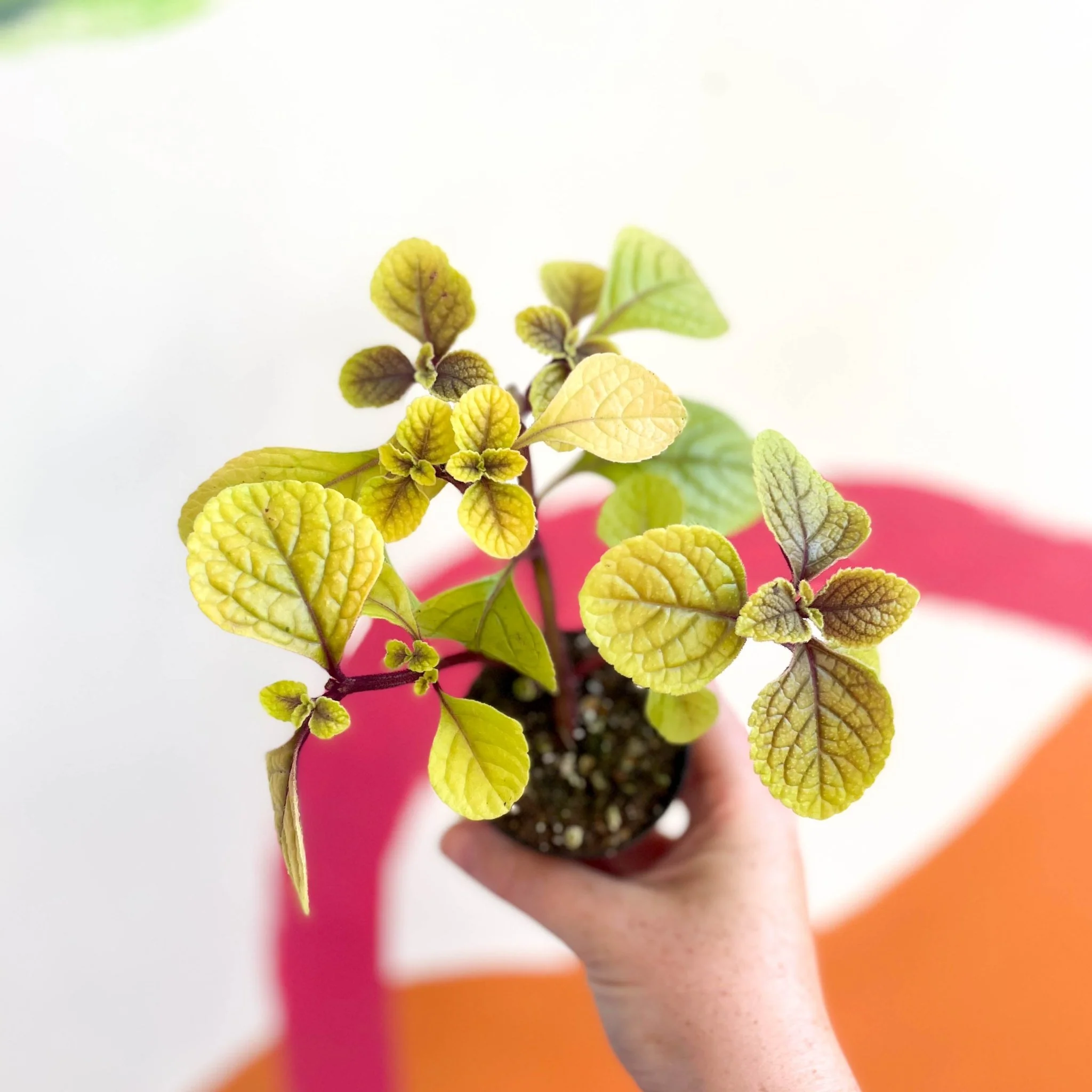Spurflower - Plectranthus ciliatus 'Easy Gold' - Welsh Grown