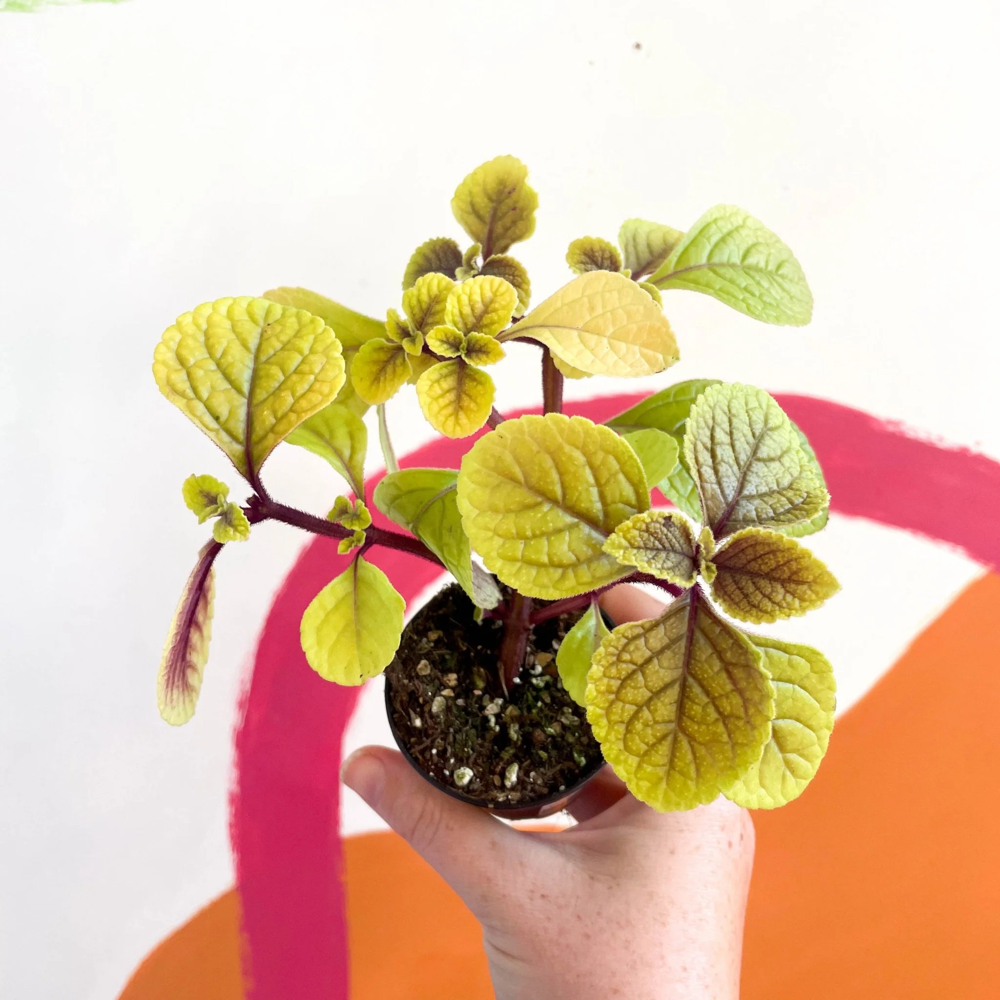 Spurflower - Plectranthus ciliatus 'Easy Gold' - Welsh Grown - Image 2