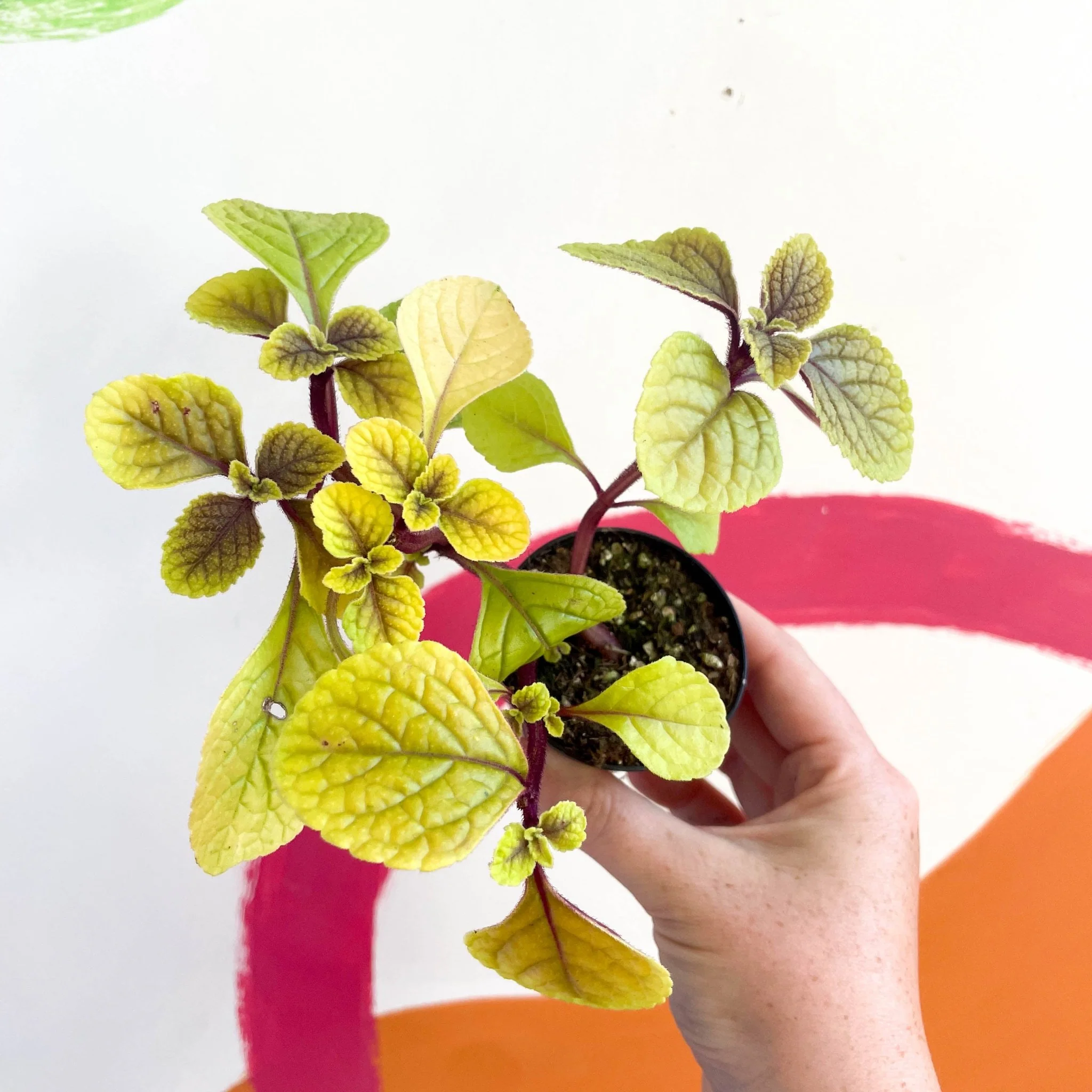 Spurflower - Plectranthus ciliatus 'Easy Gold' - Welsh Grown - Image 3