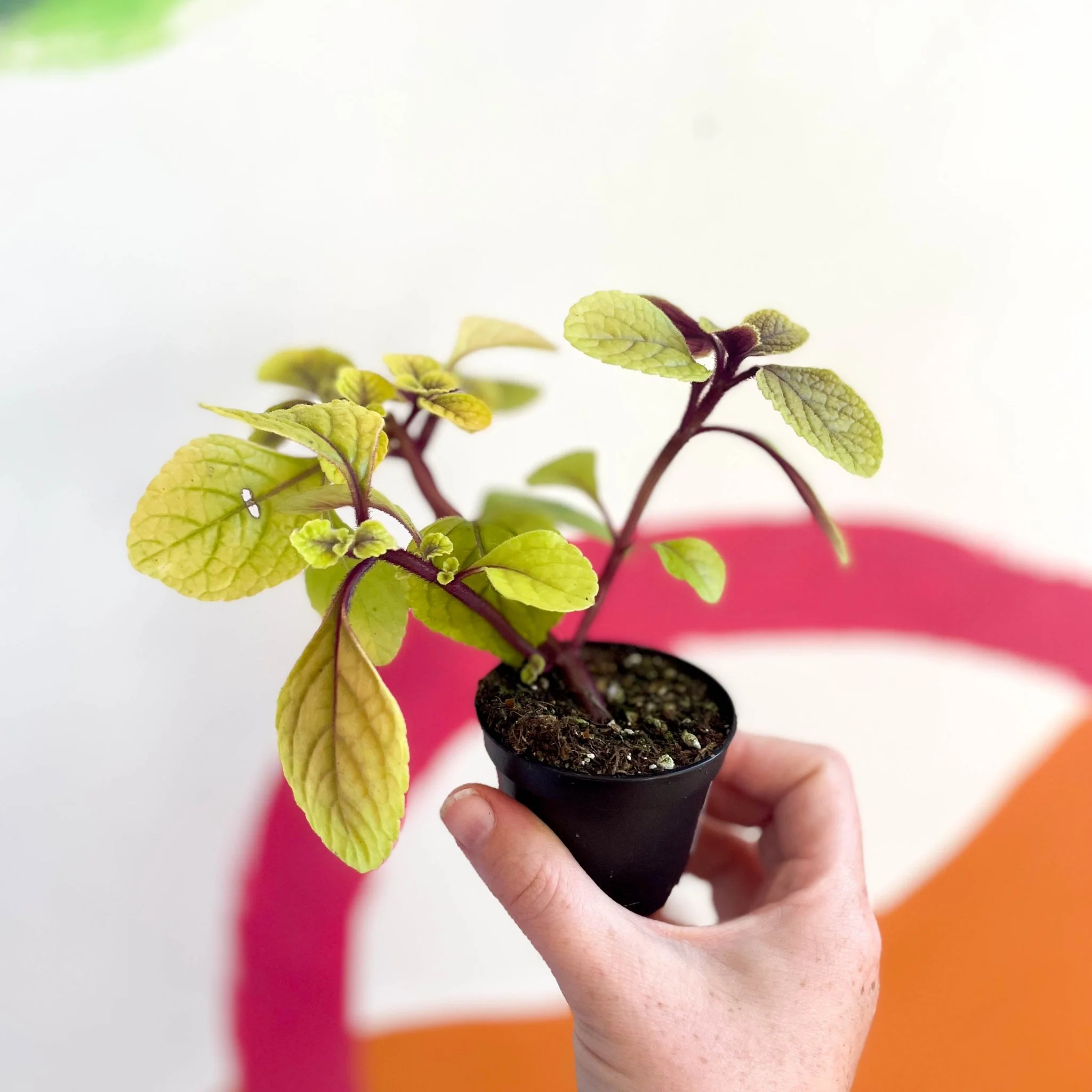 Spurflower - Plectranthus ciliatus 'Easy Gold' - Welsh Grown - Image 4