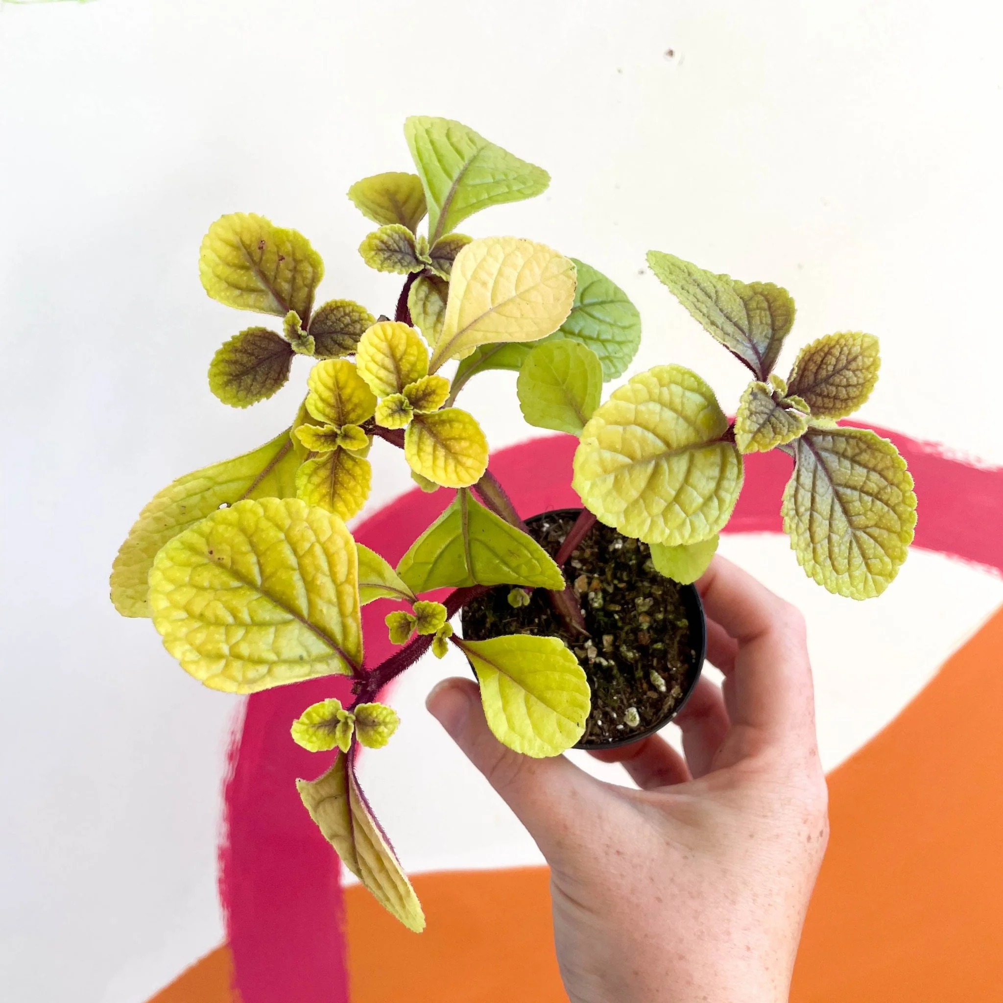 Spurflower - Plectranthus ciliatus 'Easy Gold' - Welsh Grown - Image 5