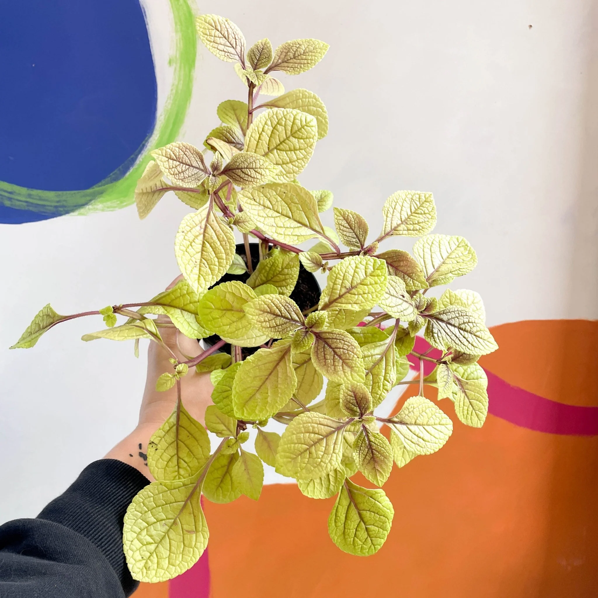 Spurflower - Plectranthus ciliatus 'Easy Gold' - Welsh Grown - Image 6