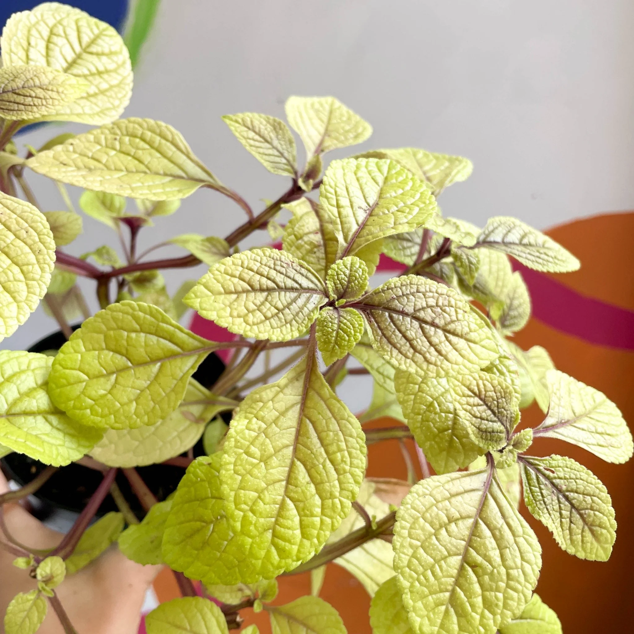 Spurflower - Plectranthus ciliatus 'Easy Gold' - Welsh Grown - Image 7
