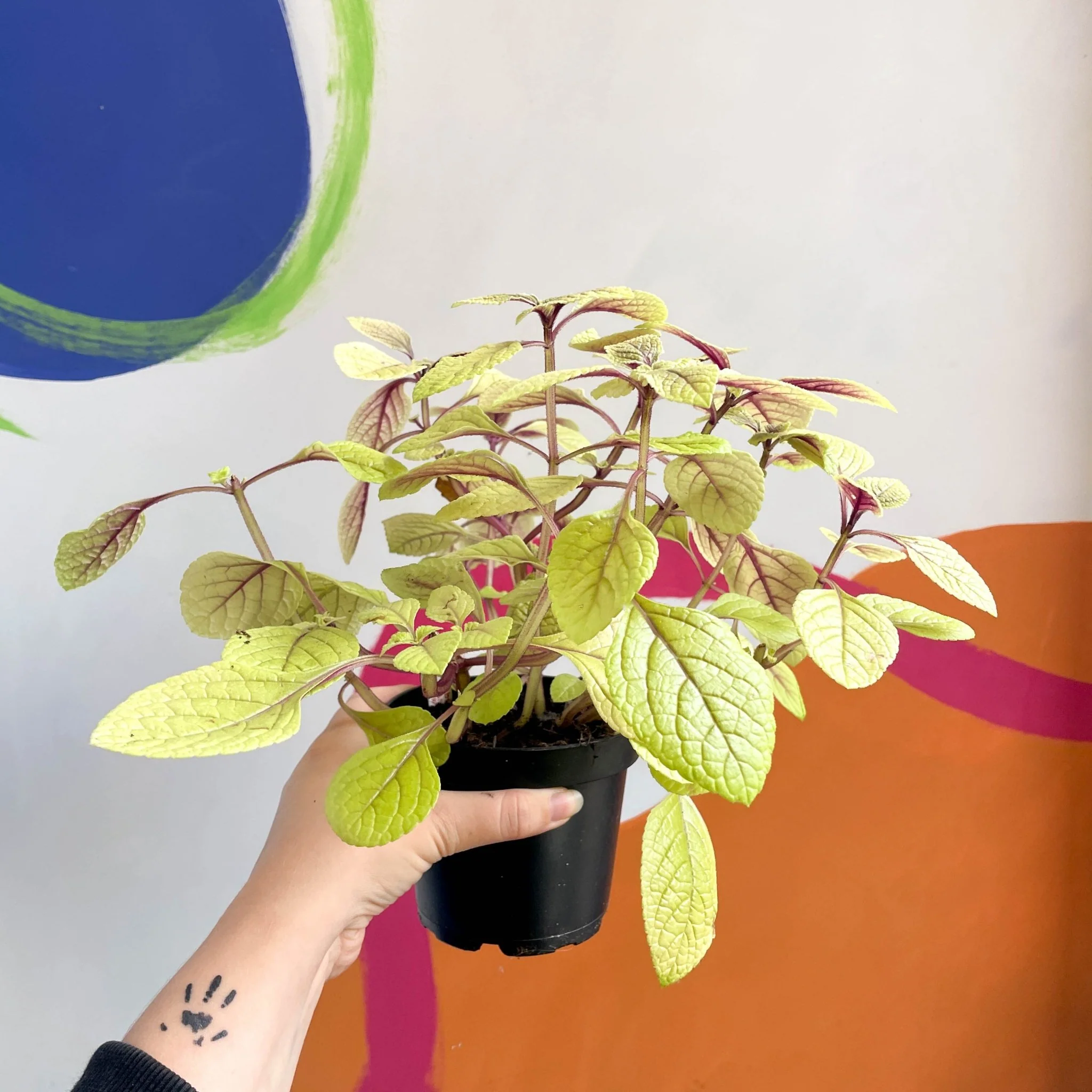 Spurflower - Plectranthus ciliatus 'Easy Gold' - Welsh Grown - Image 8