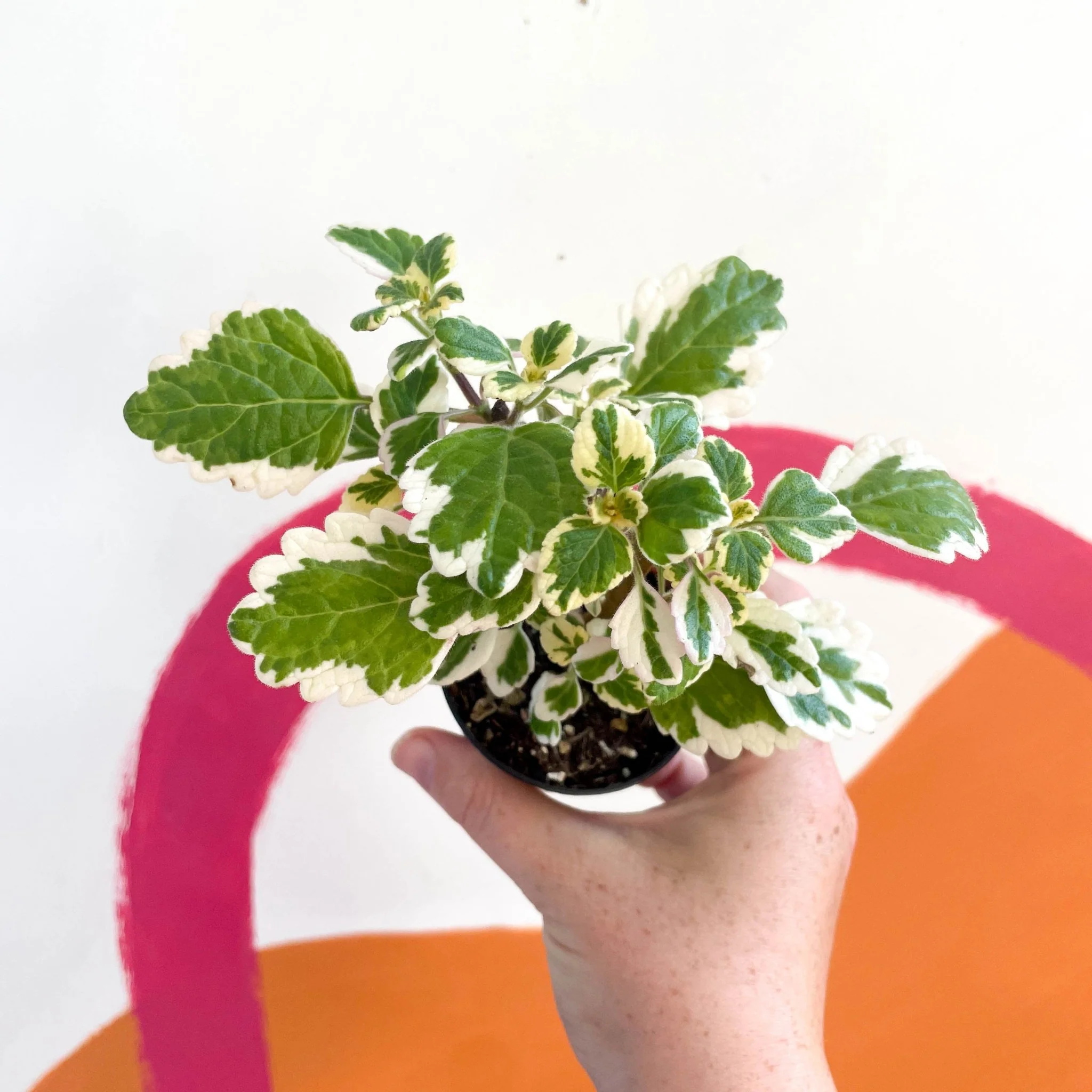 Spurflower - Plectranthus madagascariensis 'Lynne' - Welsh Grown - Image 4