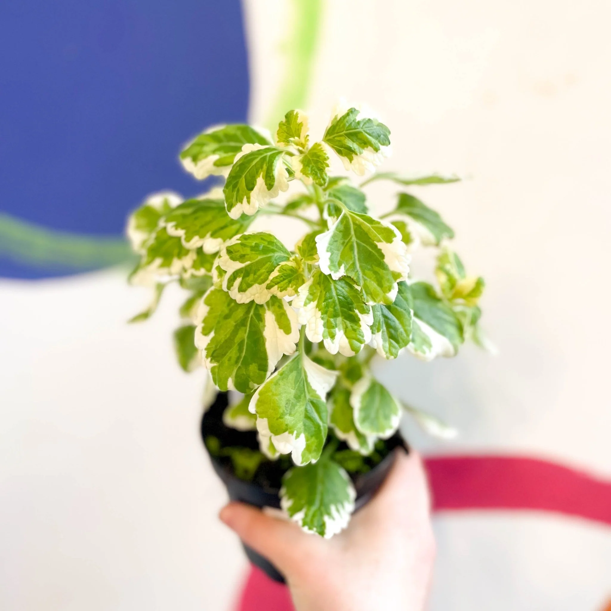 Spurflower - Plectranthus madagascariensis 'Lynne' - Welsh Grown - Image 8