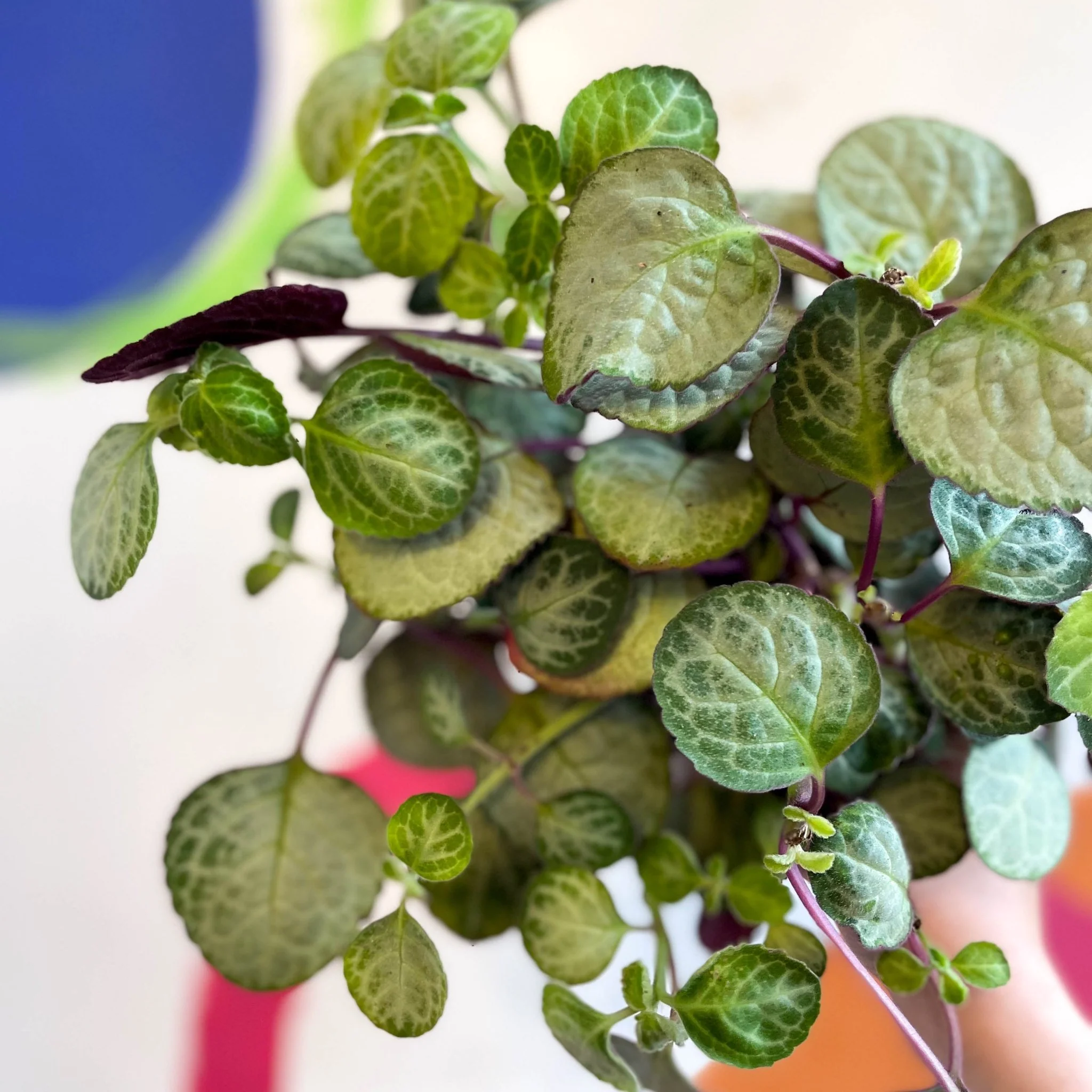 Spurflower - Plectranthus oertendahlii - Welsh Grown - Image 7