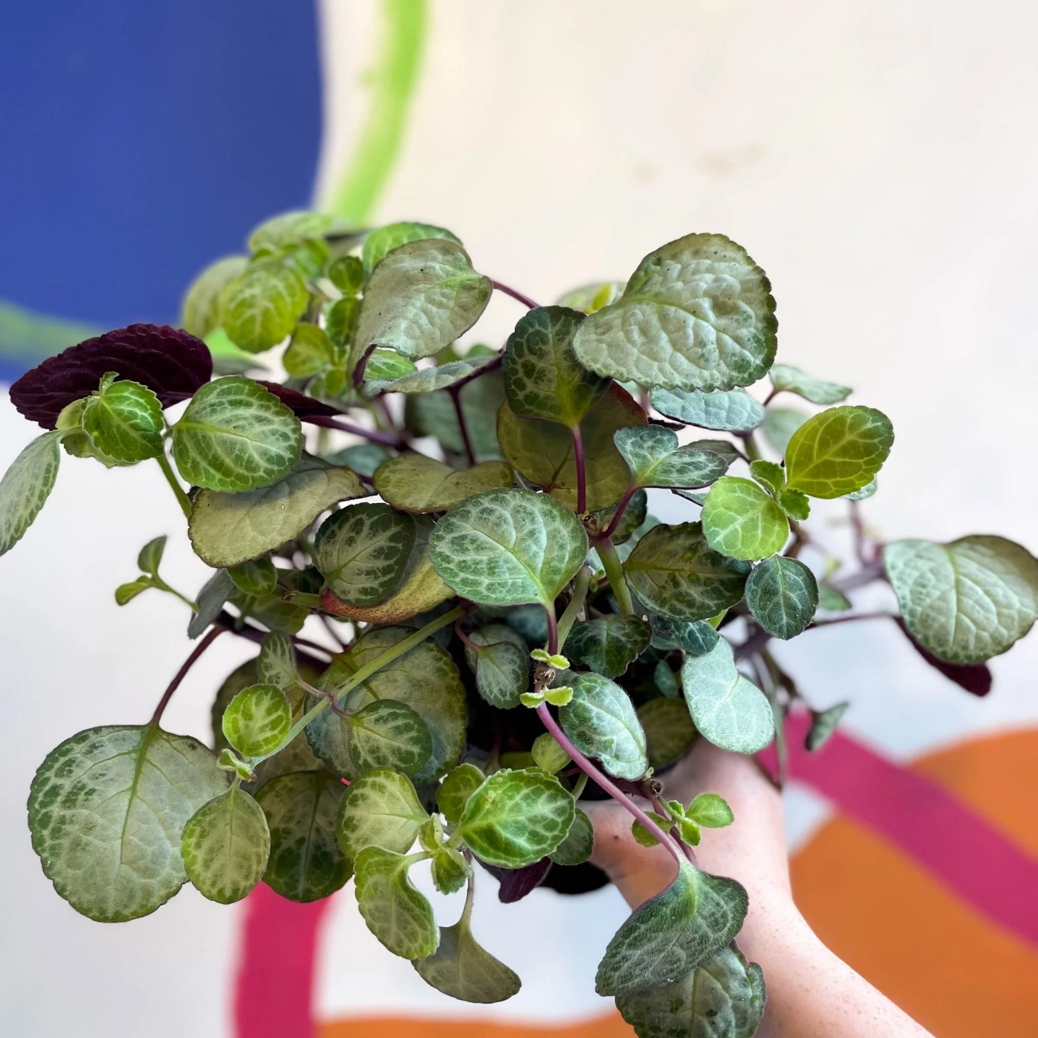Spurflower - Plectranthus oertendahlii - Welsh Grown - Image 8