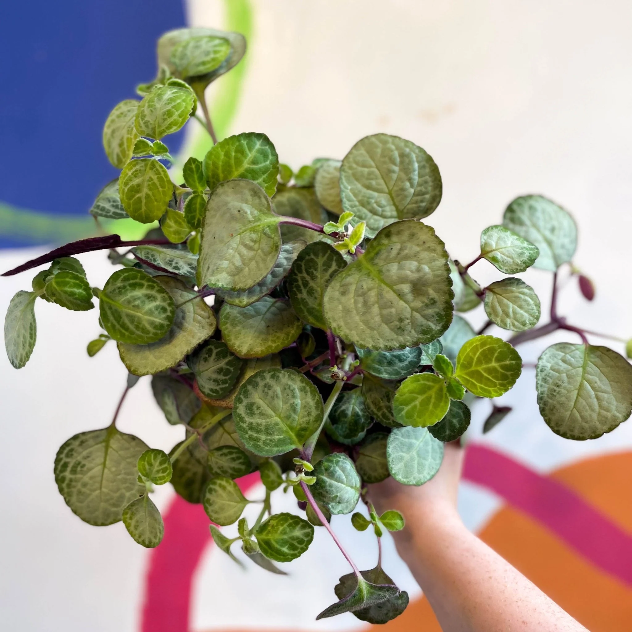 Spurflower - Plectranthus oertendahlii - Welsh Grown - Image 9