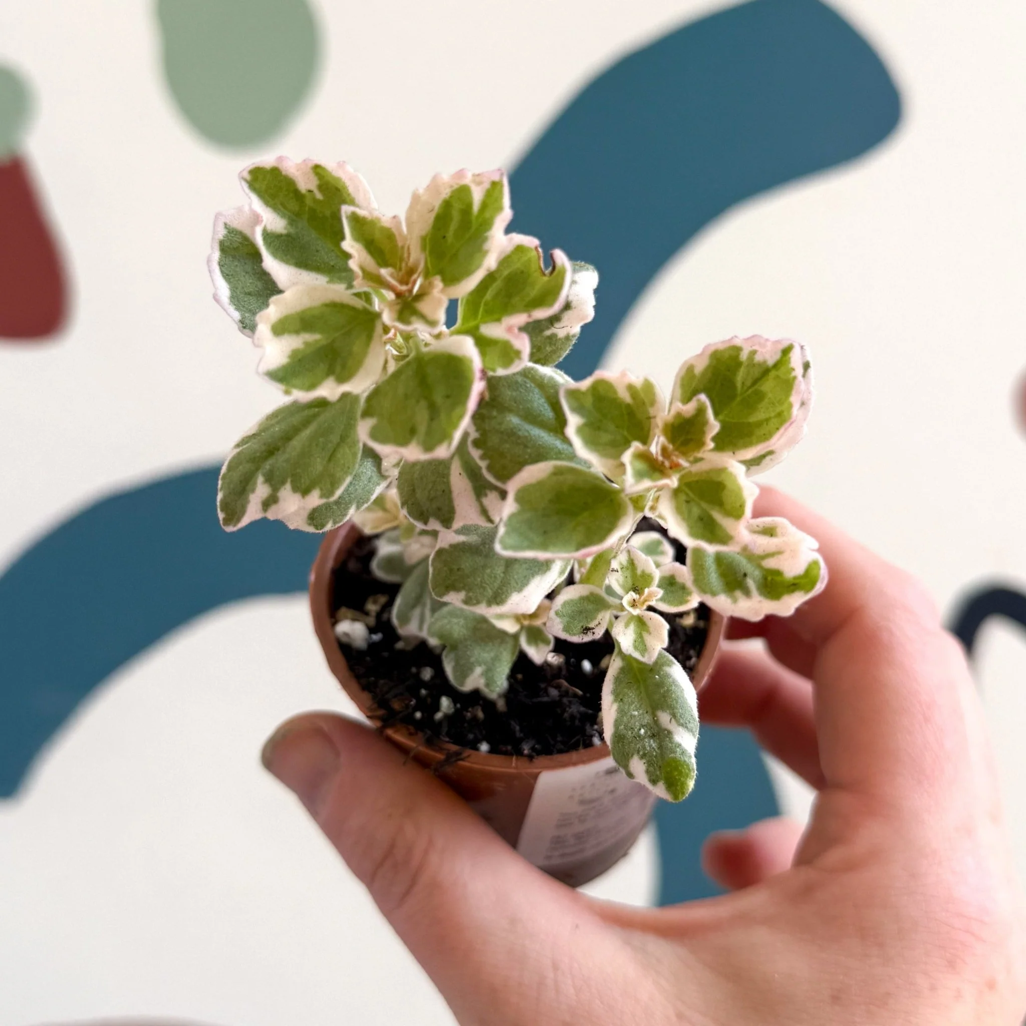 Plectranthus sp - Spurflower - Welsh Grown