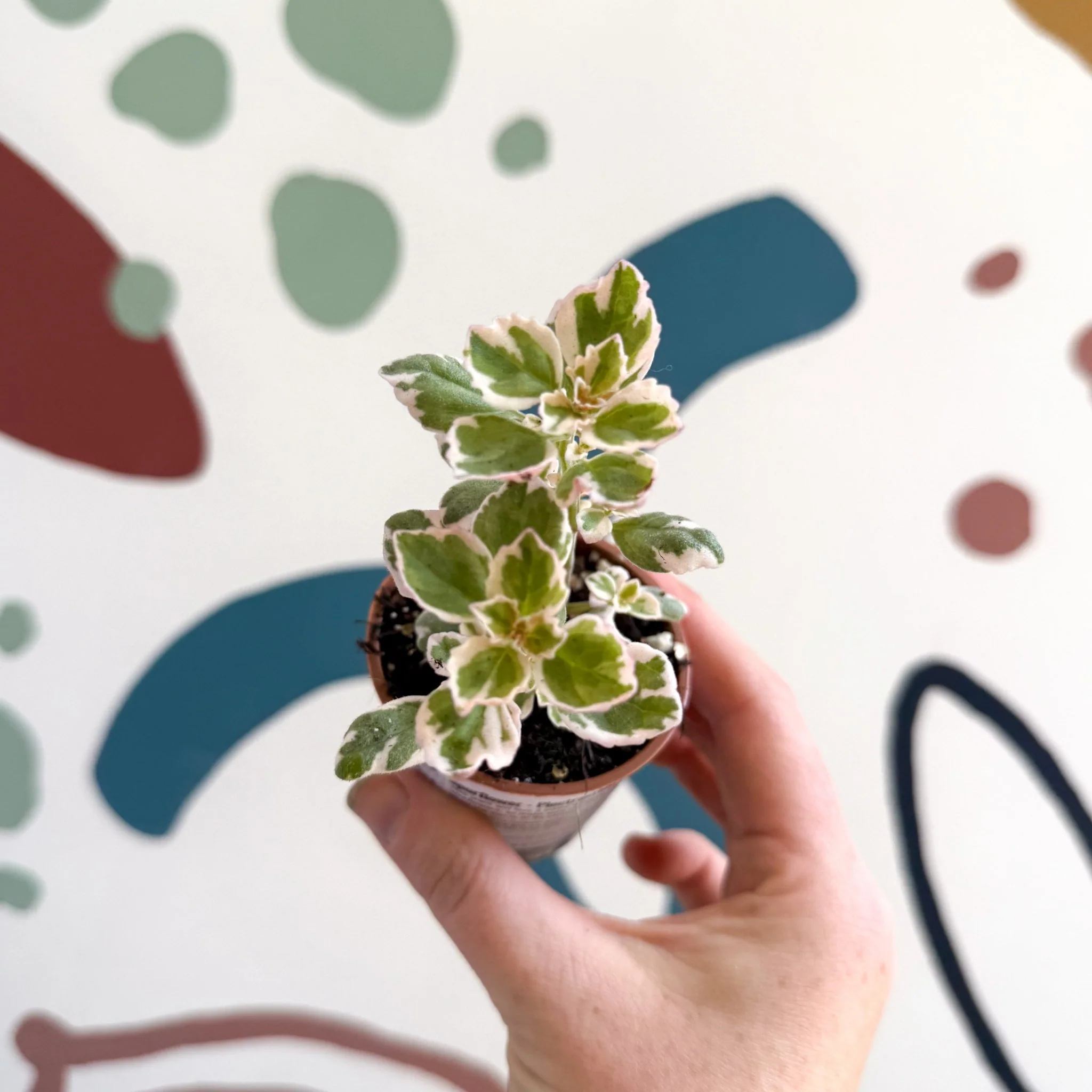 Plectranthus sp - Spurflower - Welsh Grown - Image 2