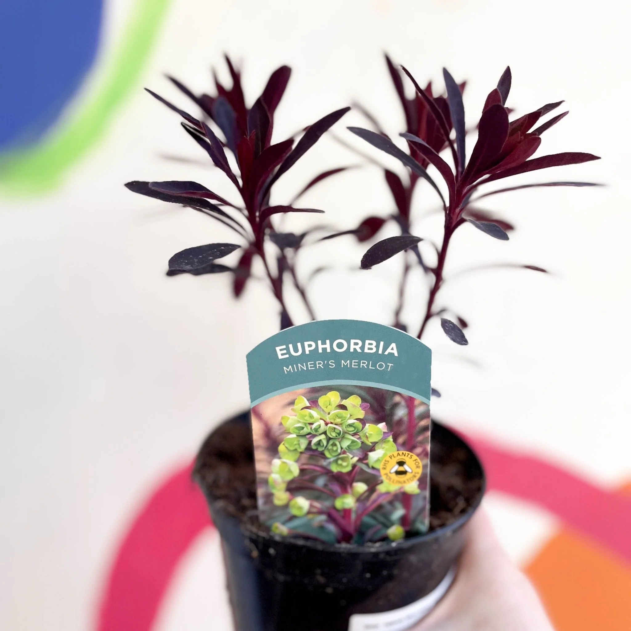 Euphorbia 'Miner's Merlot' [British Grown Evergreen Perennial]