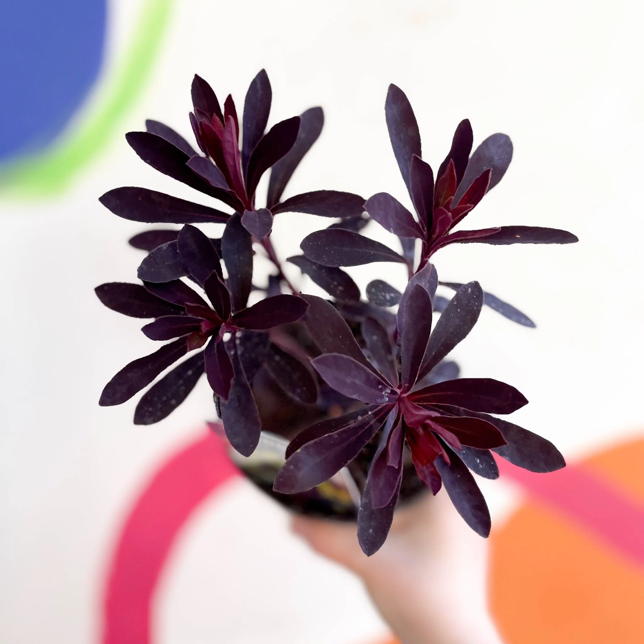 Euphorbia 'Miner's Merlot' [British Grown Evergreen Perennial] - Image 2