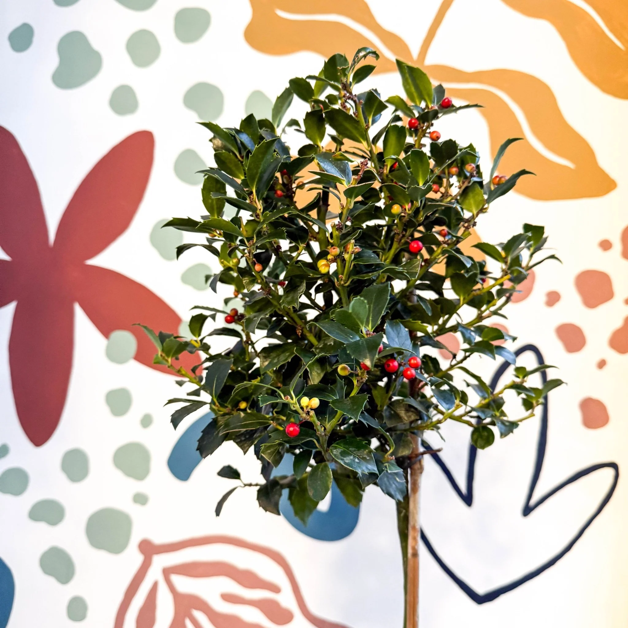 Ilex × meserveae 'Blue Maid' - Standard Holly Tree
