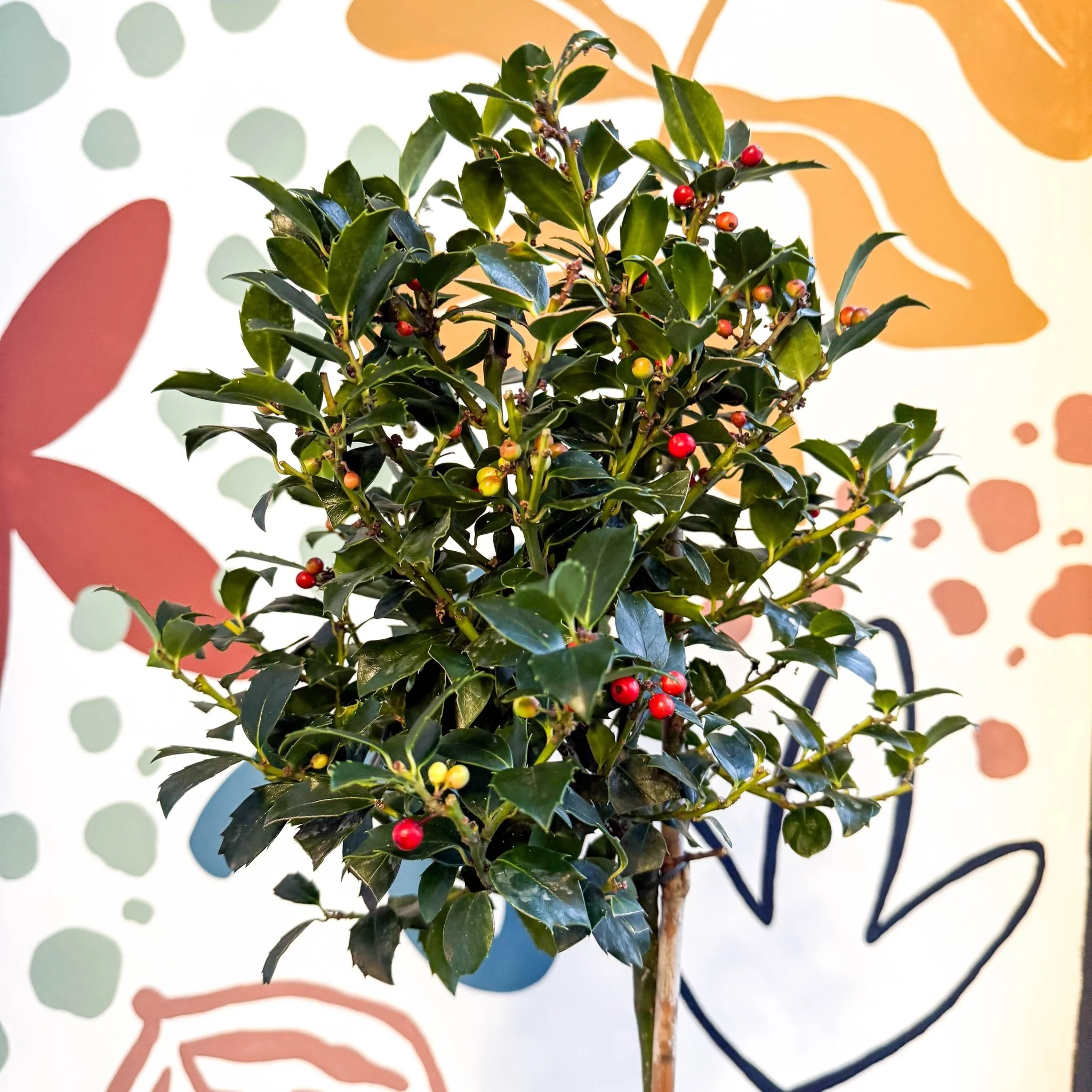 Ilex × meserveae 'Blue Maid' - Standard Holly Tree - Image 2