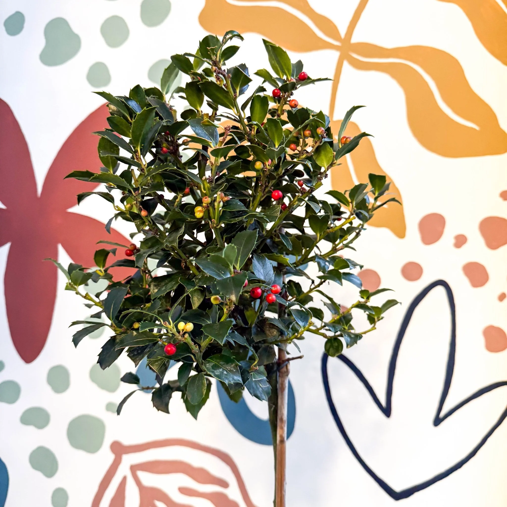Ilex × meserveae 'Blue Maid' - Standard Holly Tree - Image 3