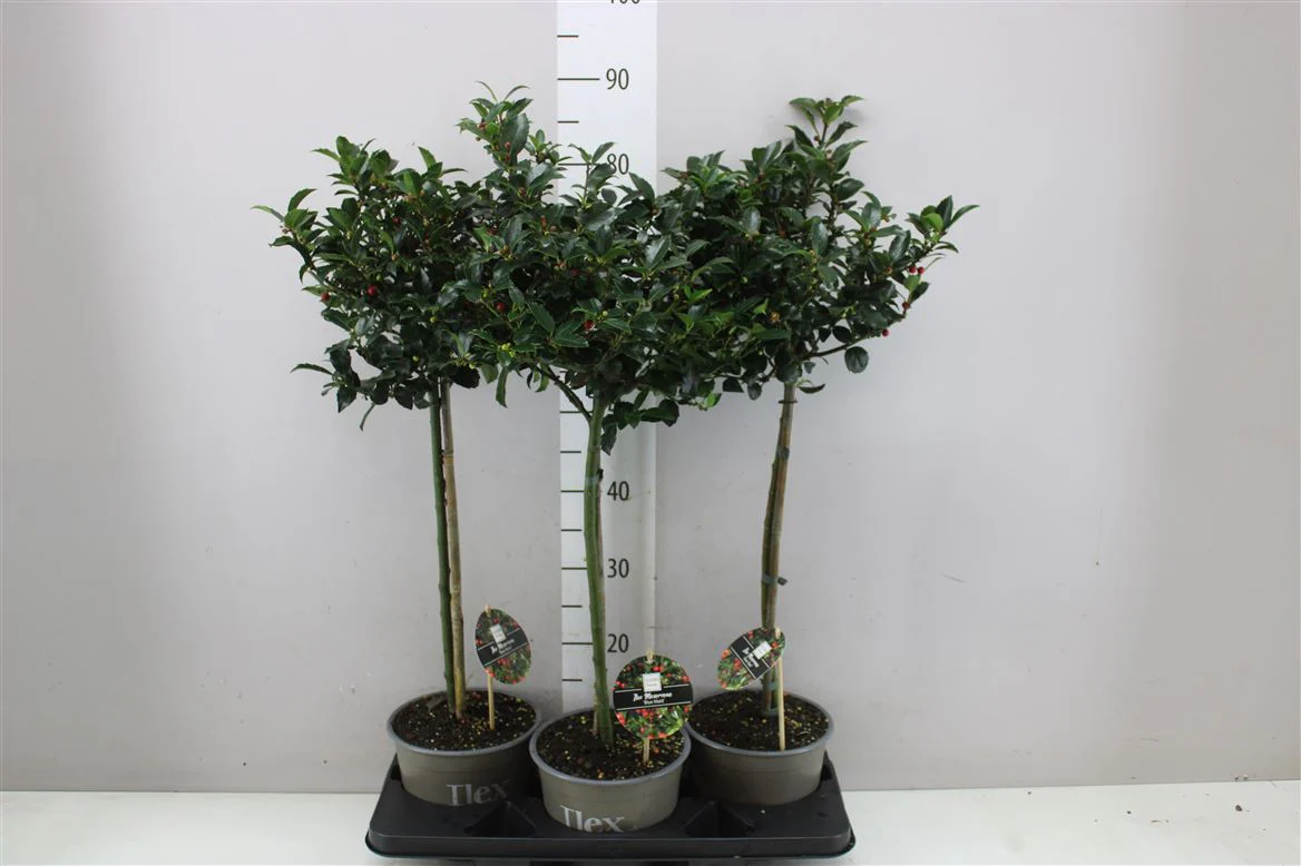 Ilex × meserveae 'Blue Maid' - Standard Holly Tree - Image 4