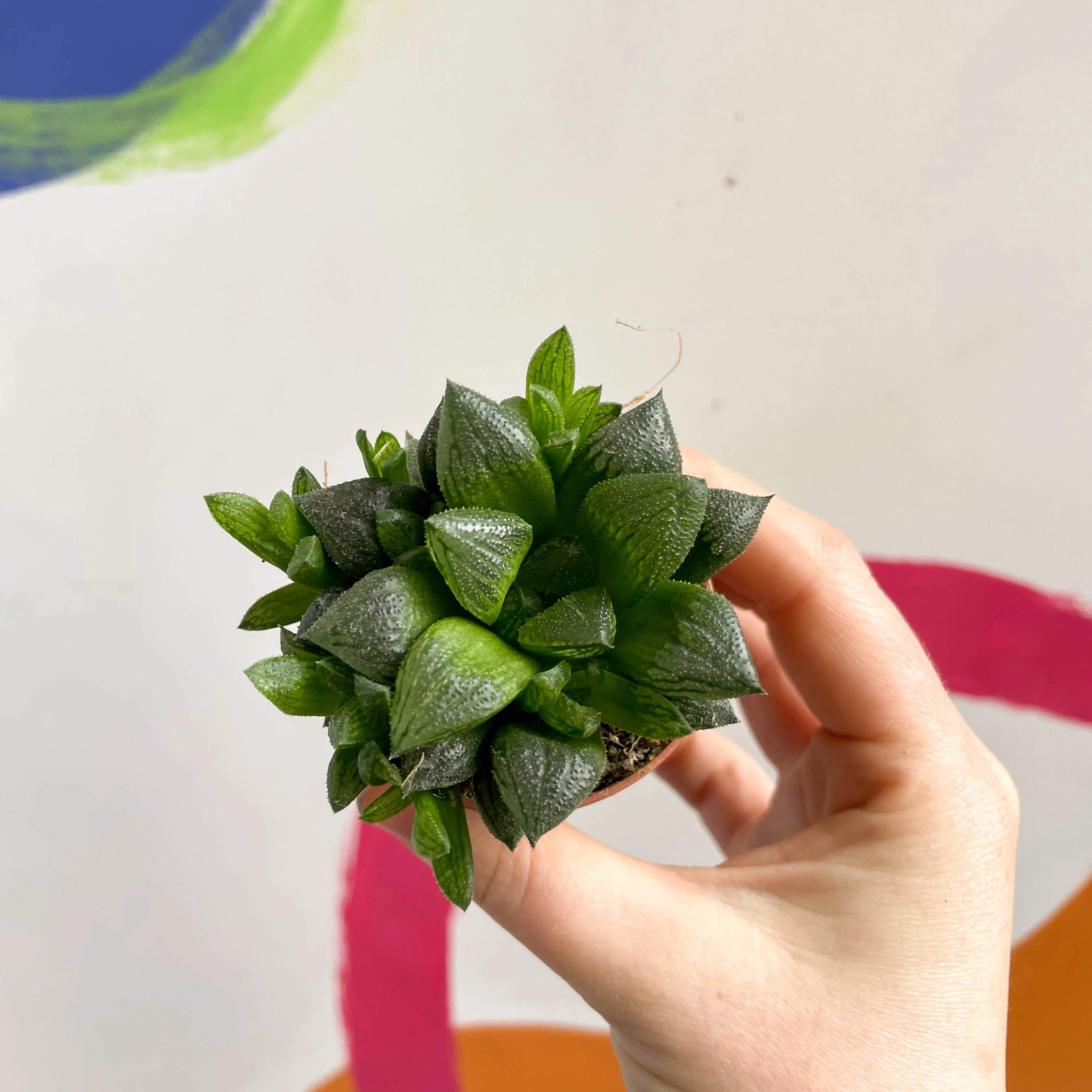 Haworthia retusa - Star Cactus - Image 3