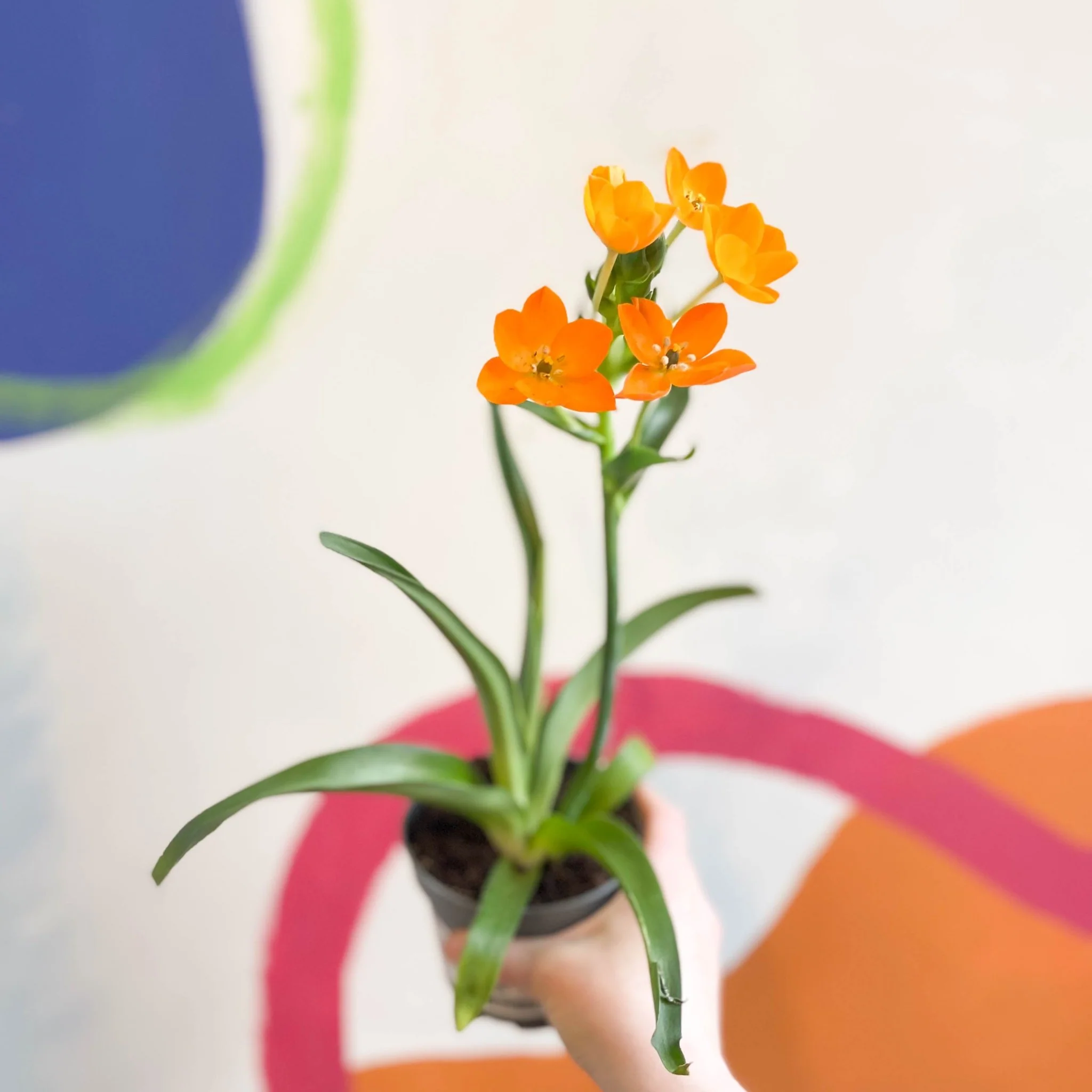 Ornithogalum dubium - Star of Bethlehem