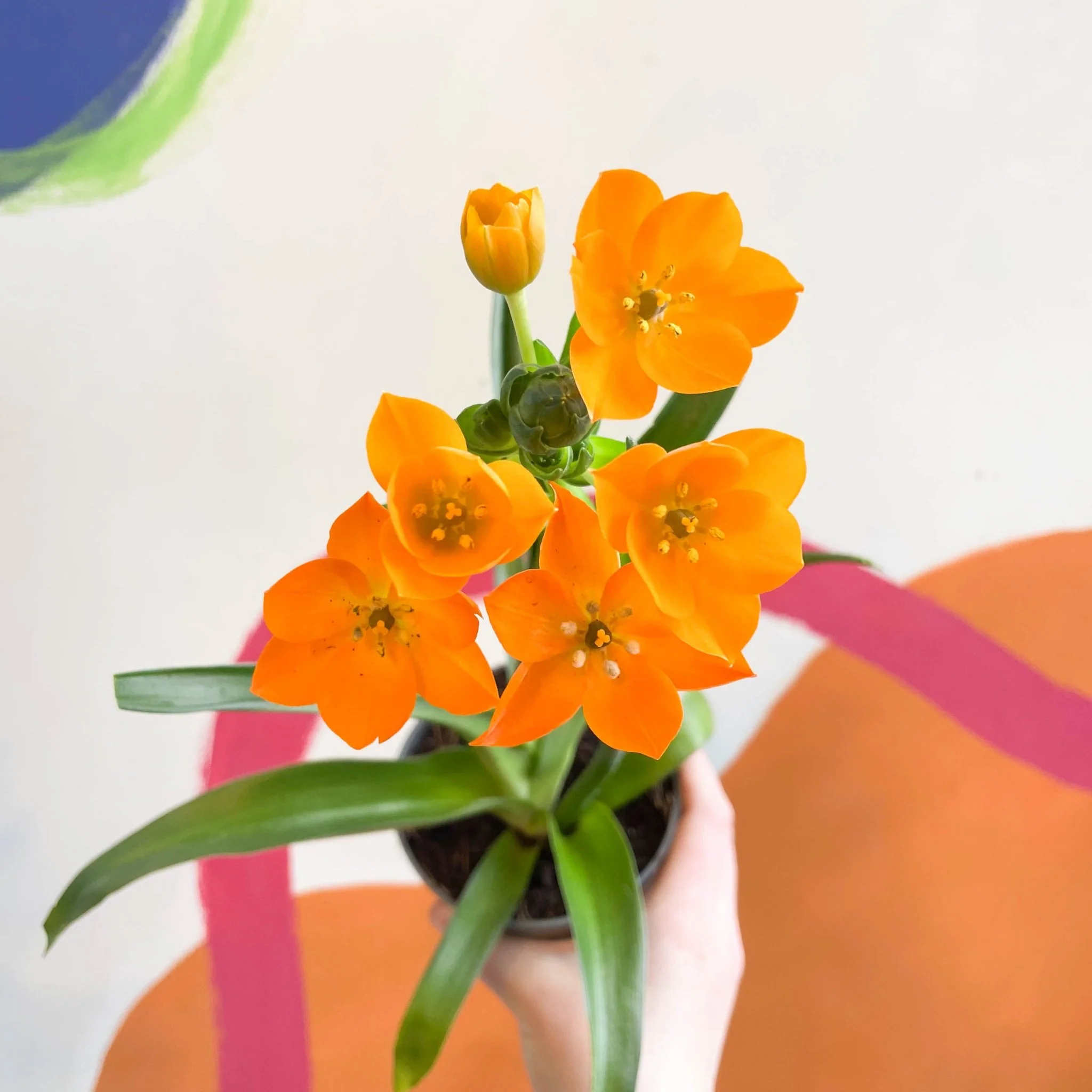 Ornithogalum dubium - Star of Bethlehem - Image 2