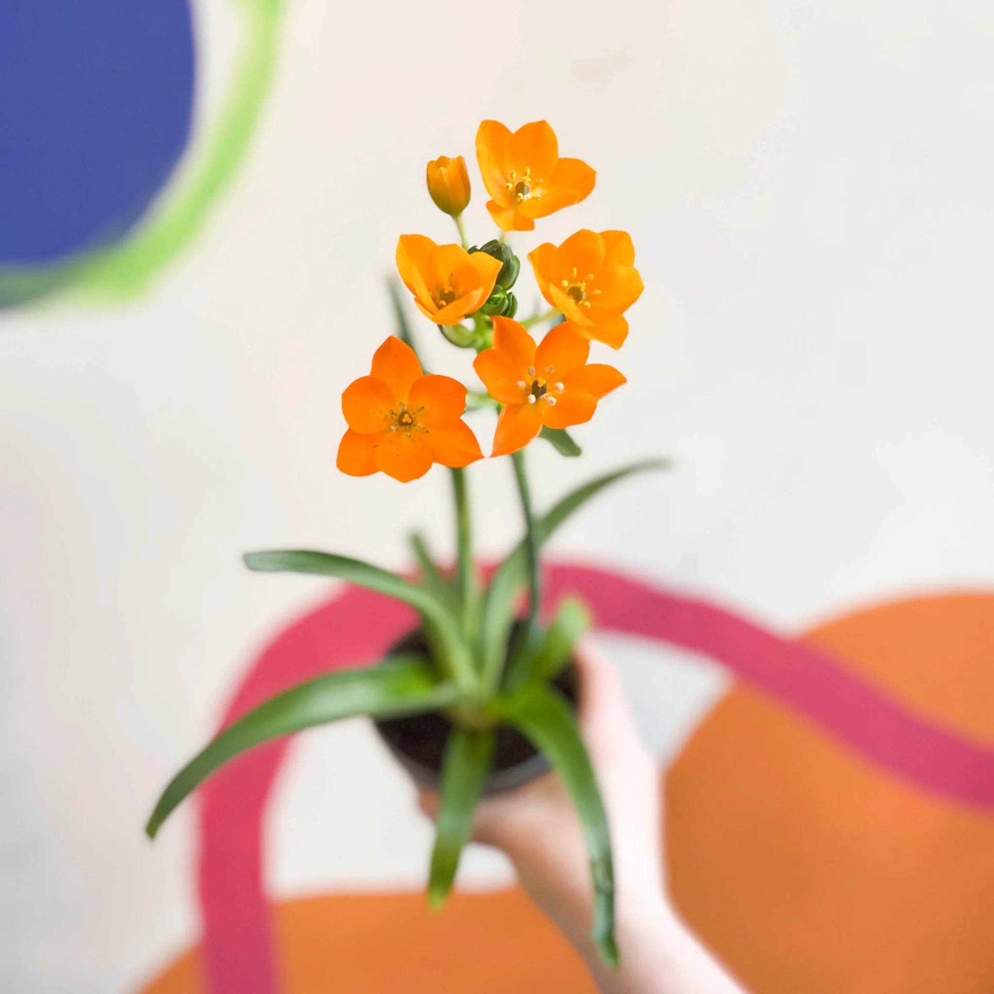 Ornithogalum dubium - Star of Bethlehem - Image 3