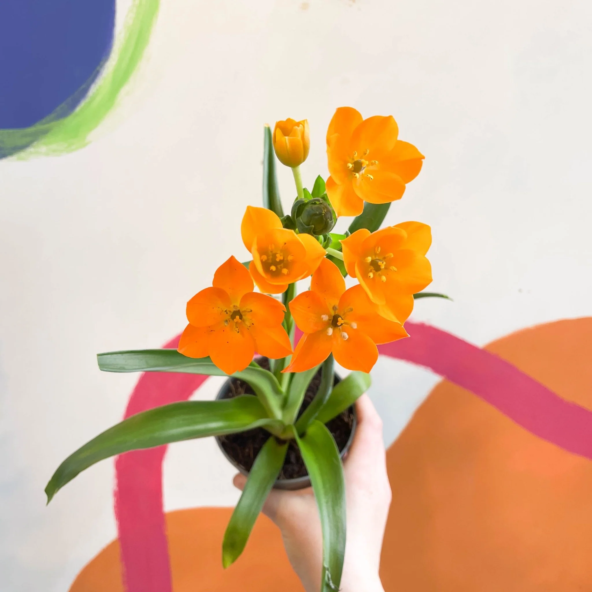 Ornithogalum dubium - Star of Bethlehem - Image 4