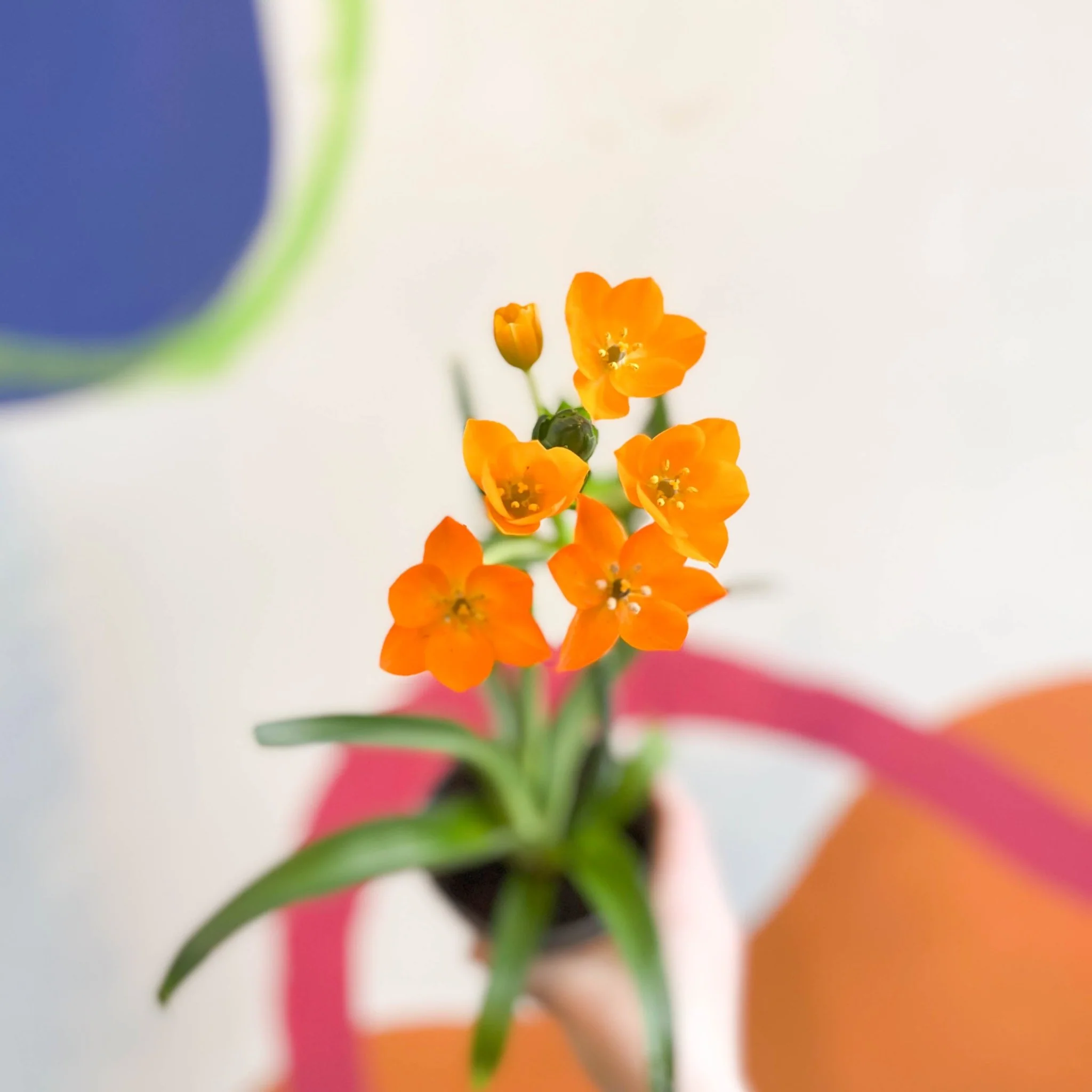Ornithogalum dubium - Star of Bethlehem - Image 5