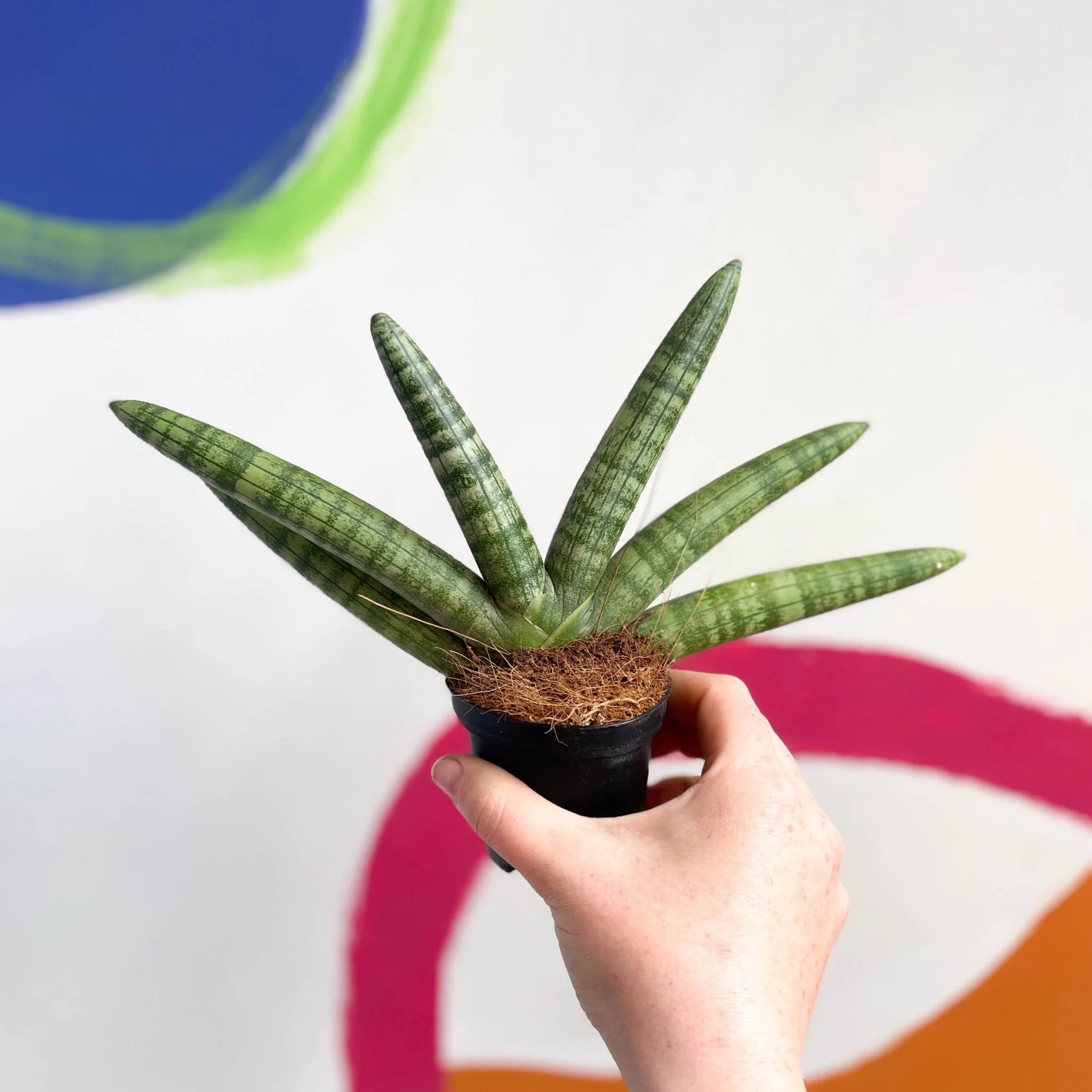 Starfish Snake Plant - Sansevieria cylindrica boncellensis ‘Boncel’