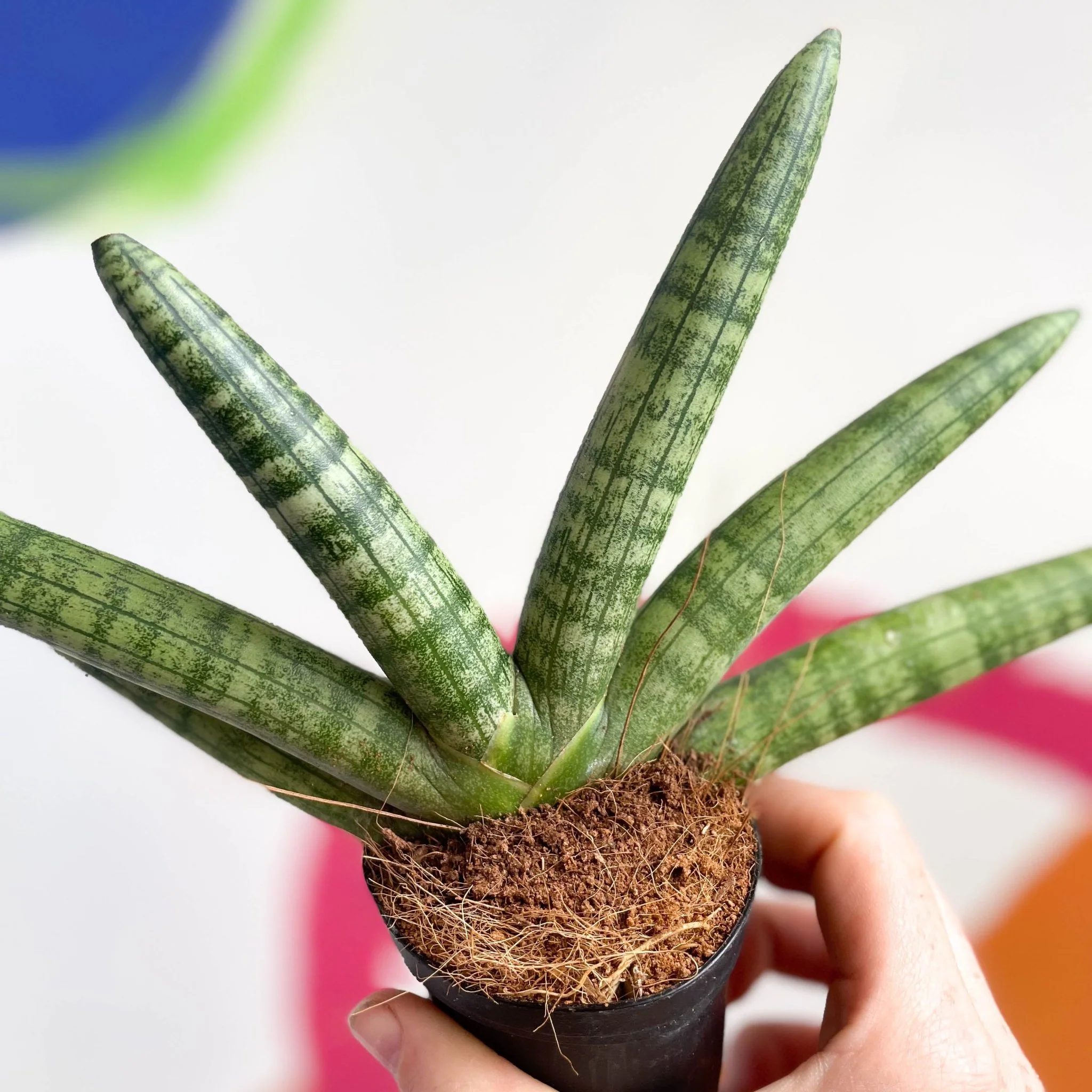 Starfish Snake Plant - Sansevieria cylindrica boncellensis ‘Boncel’ - Image 2