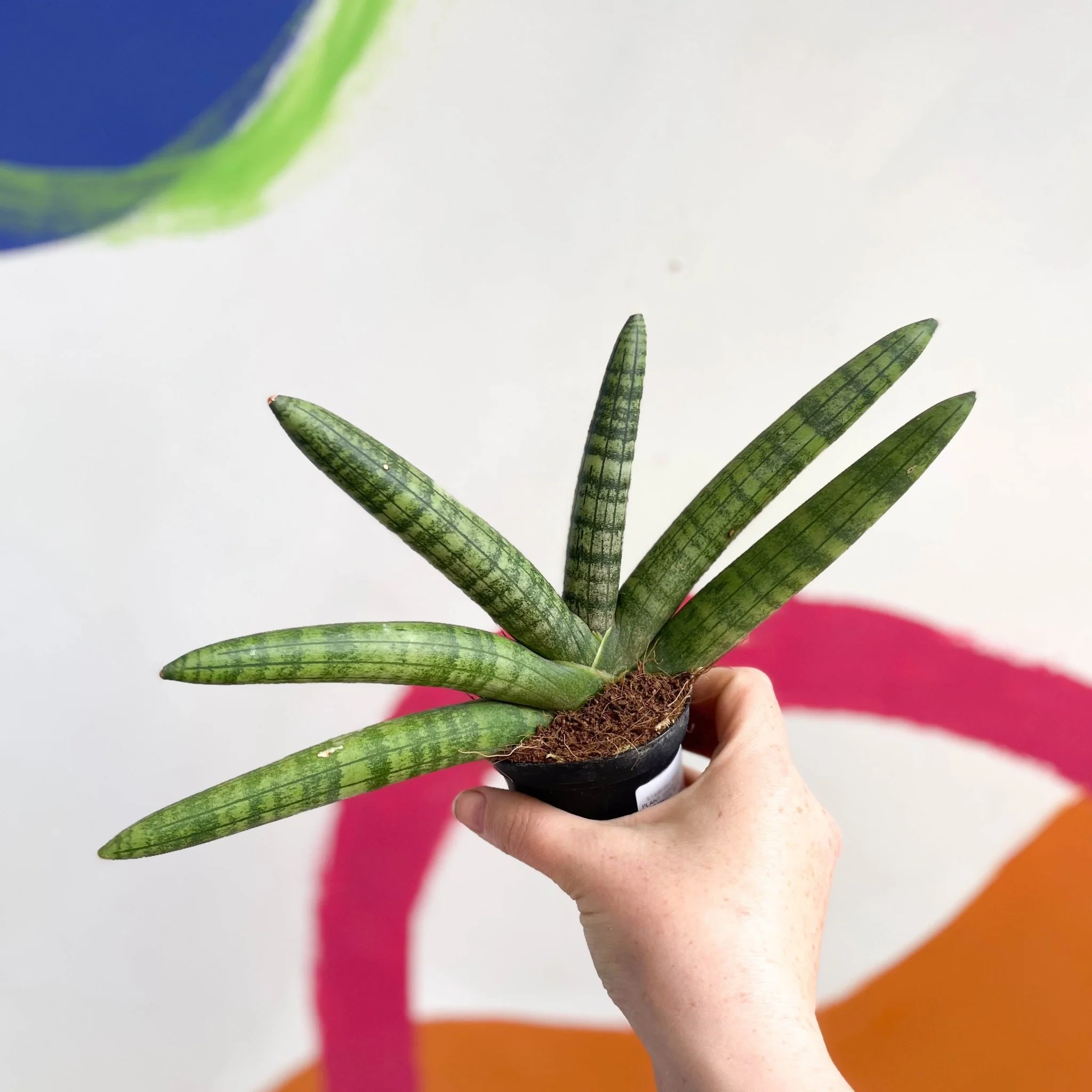 Starfish Snake Plant - Sansevieria cylindrica boncellensis ‘Boncel’ - Image 3