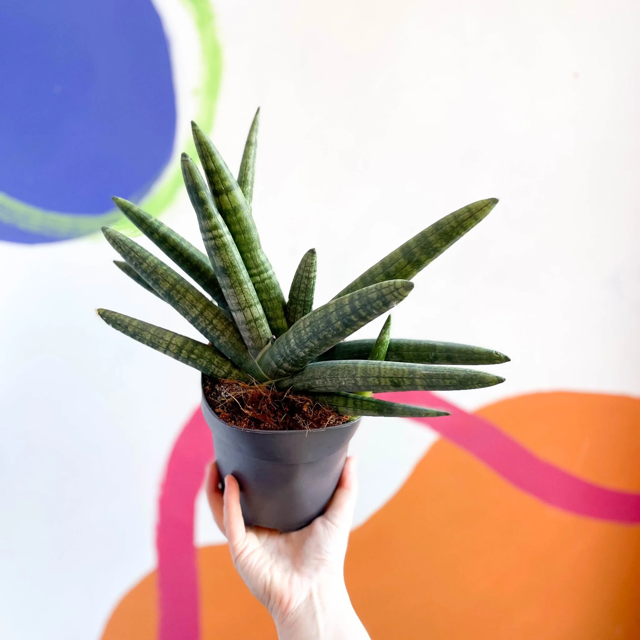 Starfish Snake Plant - Sansevieria cylindrica boncellensis ‘Boncel’ - Image 4
