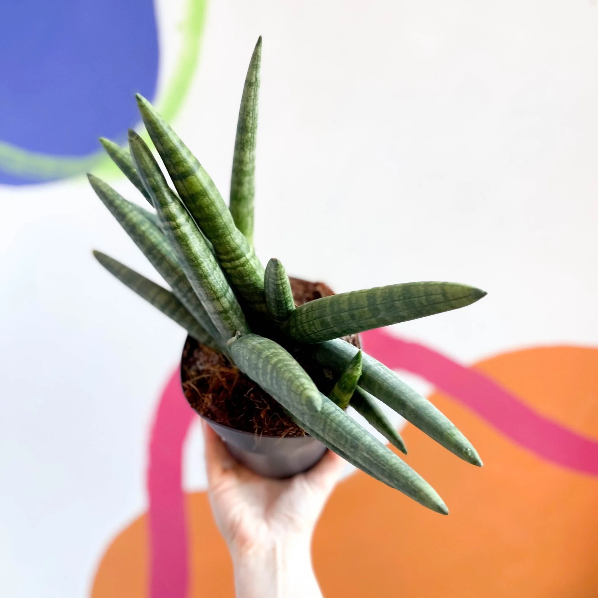 Starfish Snake Plant - Sansevieria cylindrica boncellensis ‘Boncel’ - Image 5