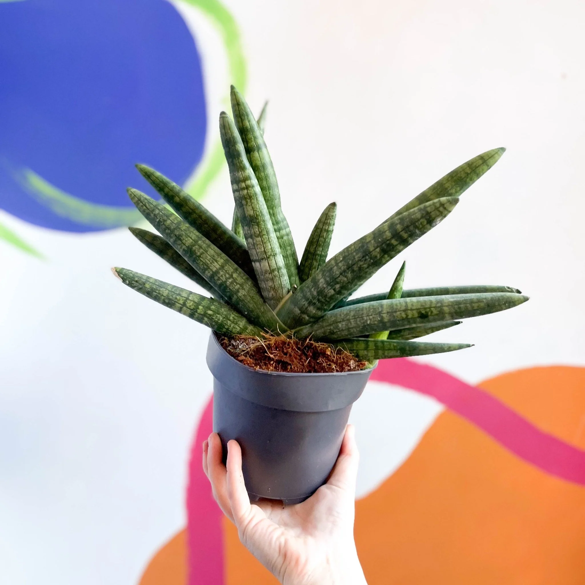 Starfish Snake Plant - Sansevieria cylindrica boncellensis ‘Boncel’ - Image 6