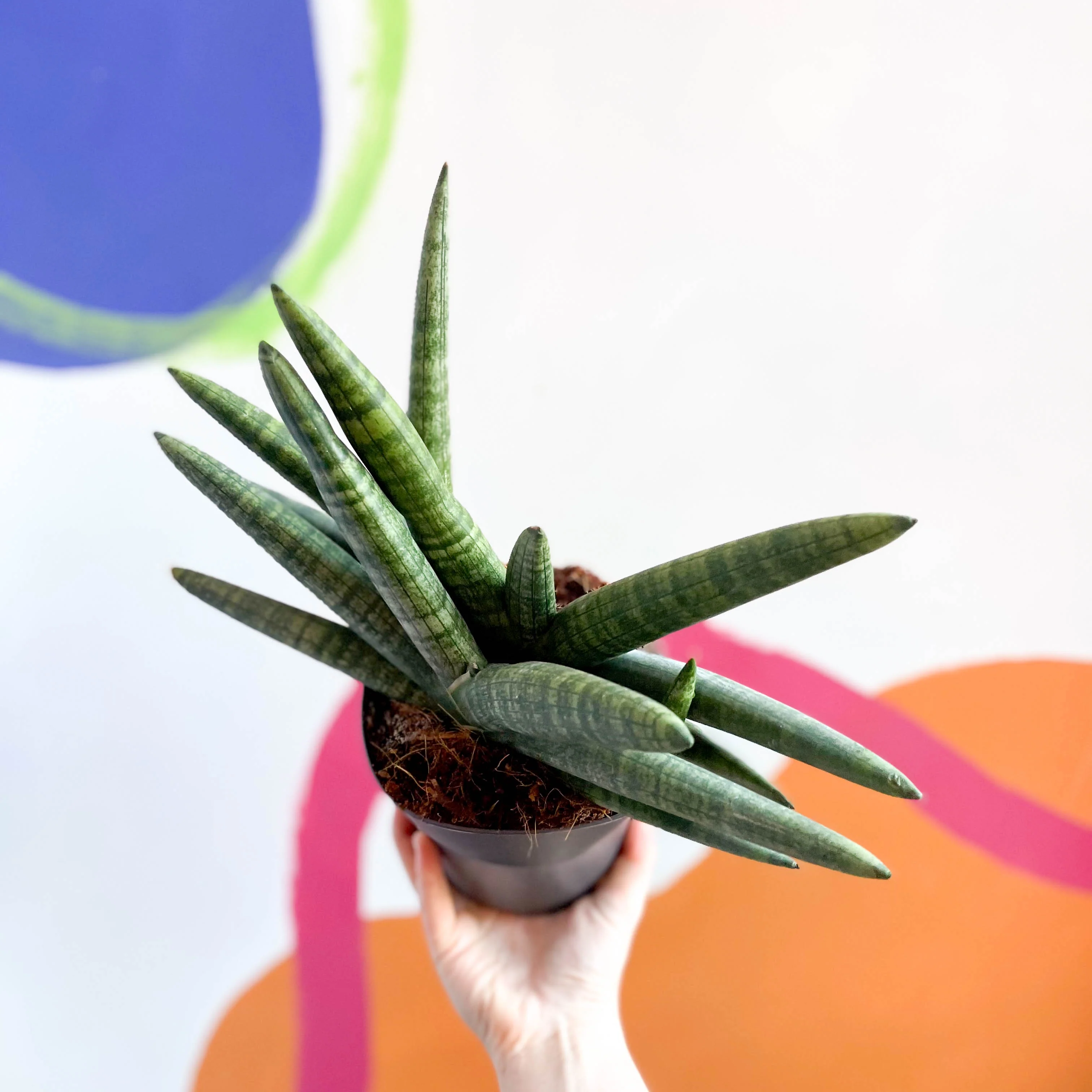 Starfish Snake Plant - Sansevieria cylindrica boncellensis ‘Boncel’ - Image 7