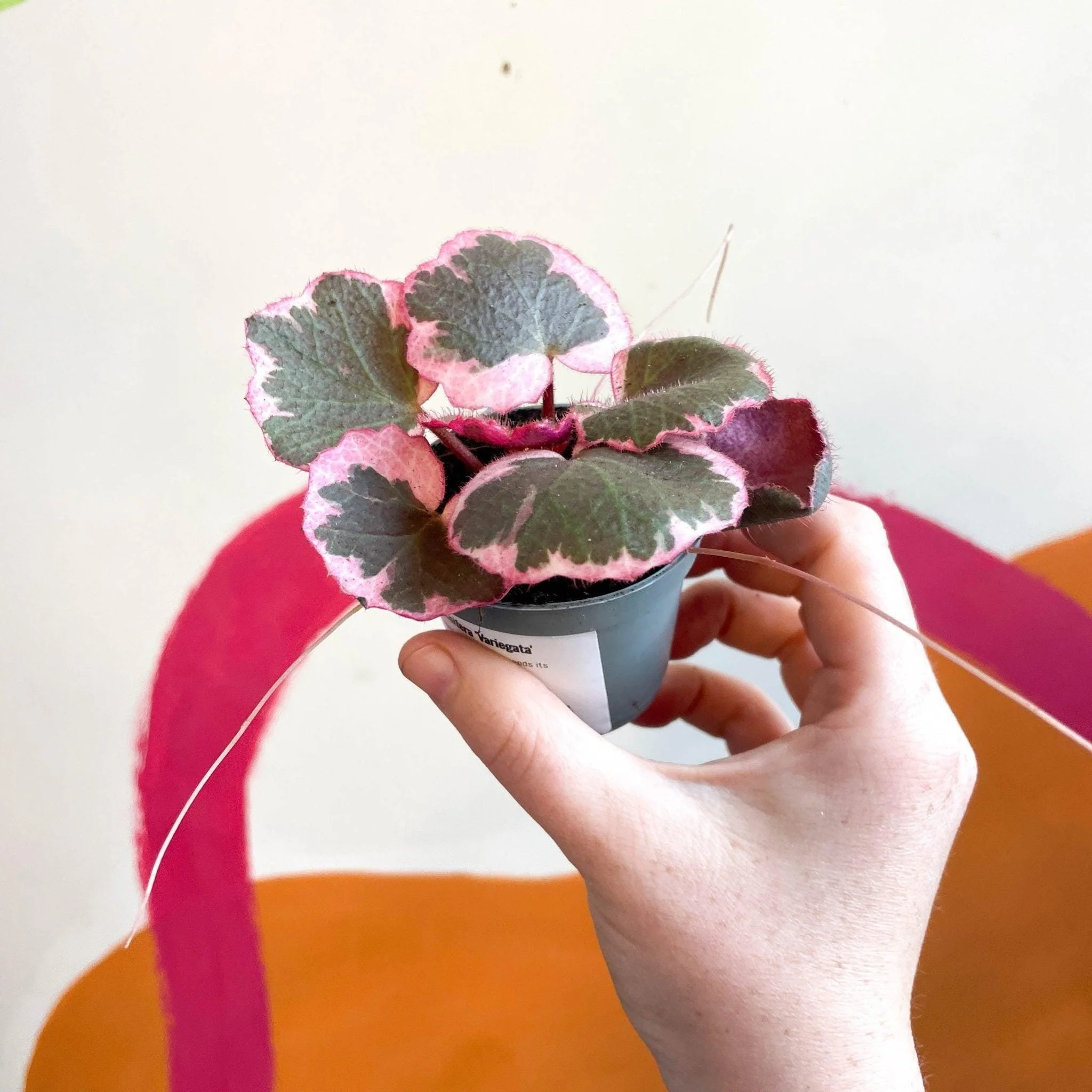 Saxifraga stolonifera 'Tricolour' - Strawberry Begonia - Image 3