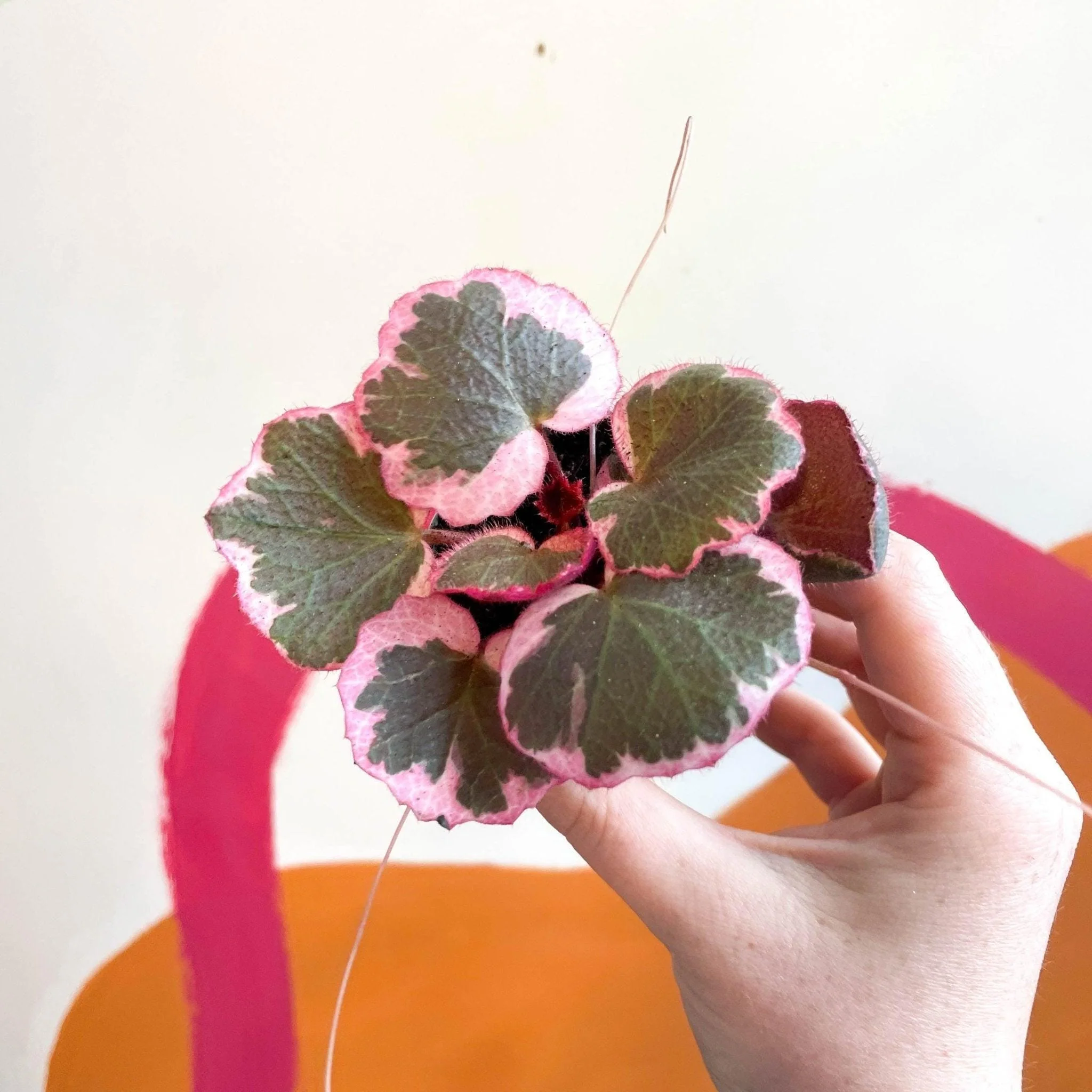 Saxifraga stolonifera 'Tricolour' - Strawberry Begonia - Image 4