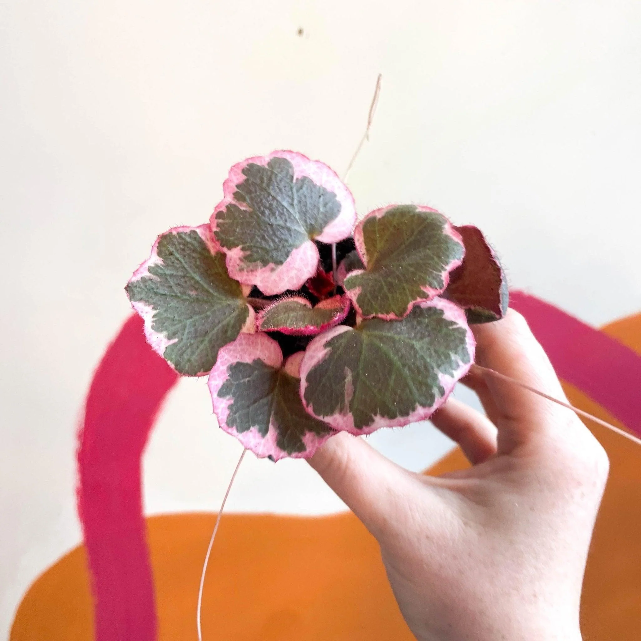 Saxifraga stolonifera 'Tricolour' - Strawberry Begonia - Image 5