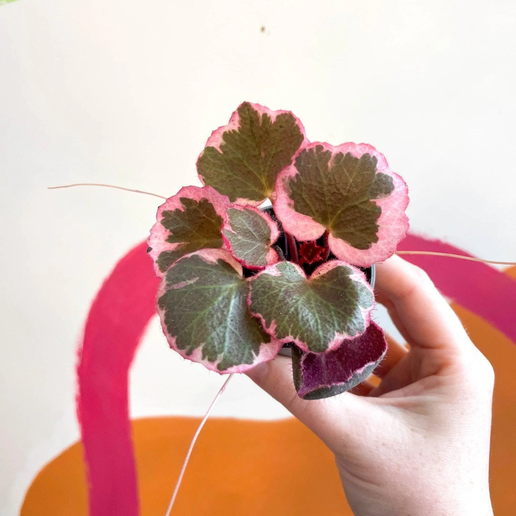 Saxifraga stolonifera 'Tricolour' - Strawberry Begonia - Image 6